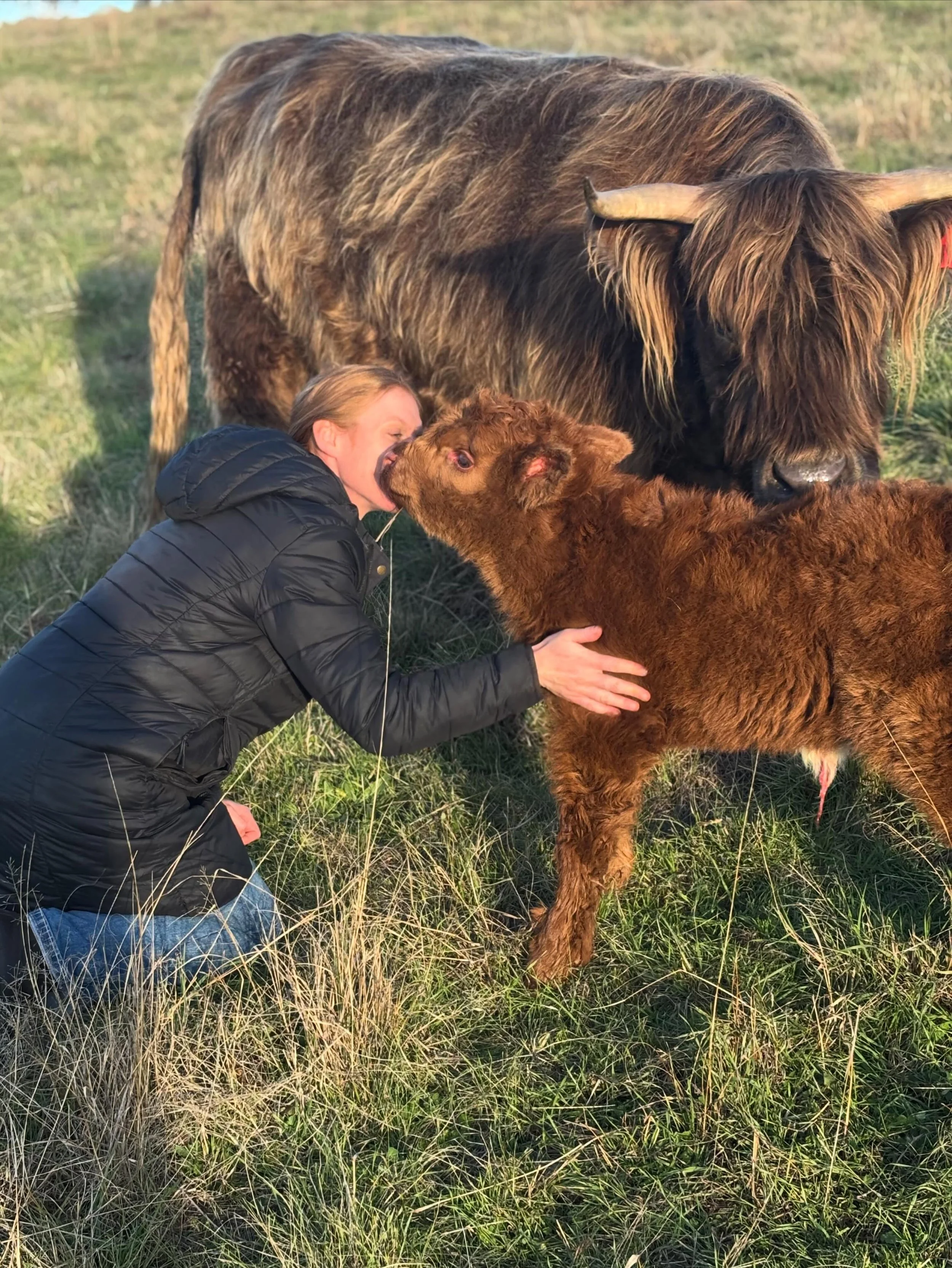 An AHCS National show post is in the works but in the mean time look what the storks dropped us off amidst the chaos! Introducing&hellip;

June &Oacute;ir of Bonnie Glen (AI) 

Dam: CAIRISTIONA OF KIRYAKNDAT 
Sire: JOCK OF CULLERNE

I&rsquo;ve been w