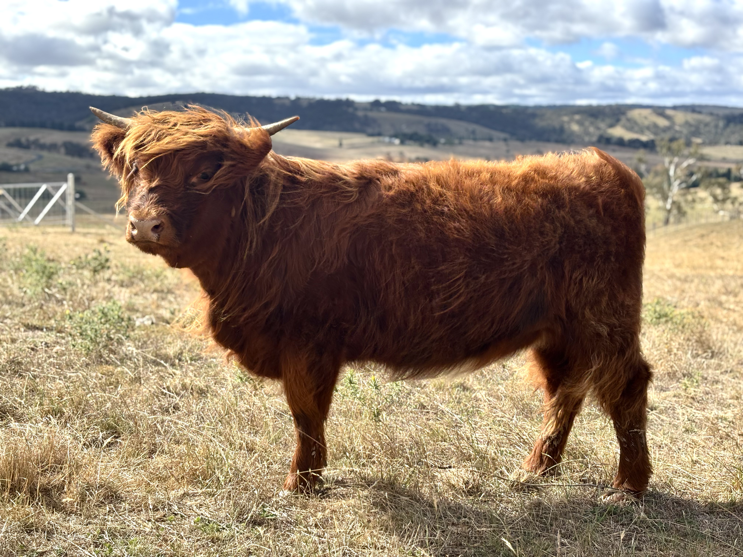 Paisley of Avon Mist 