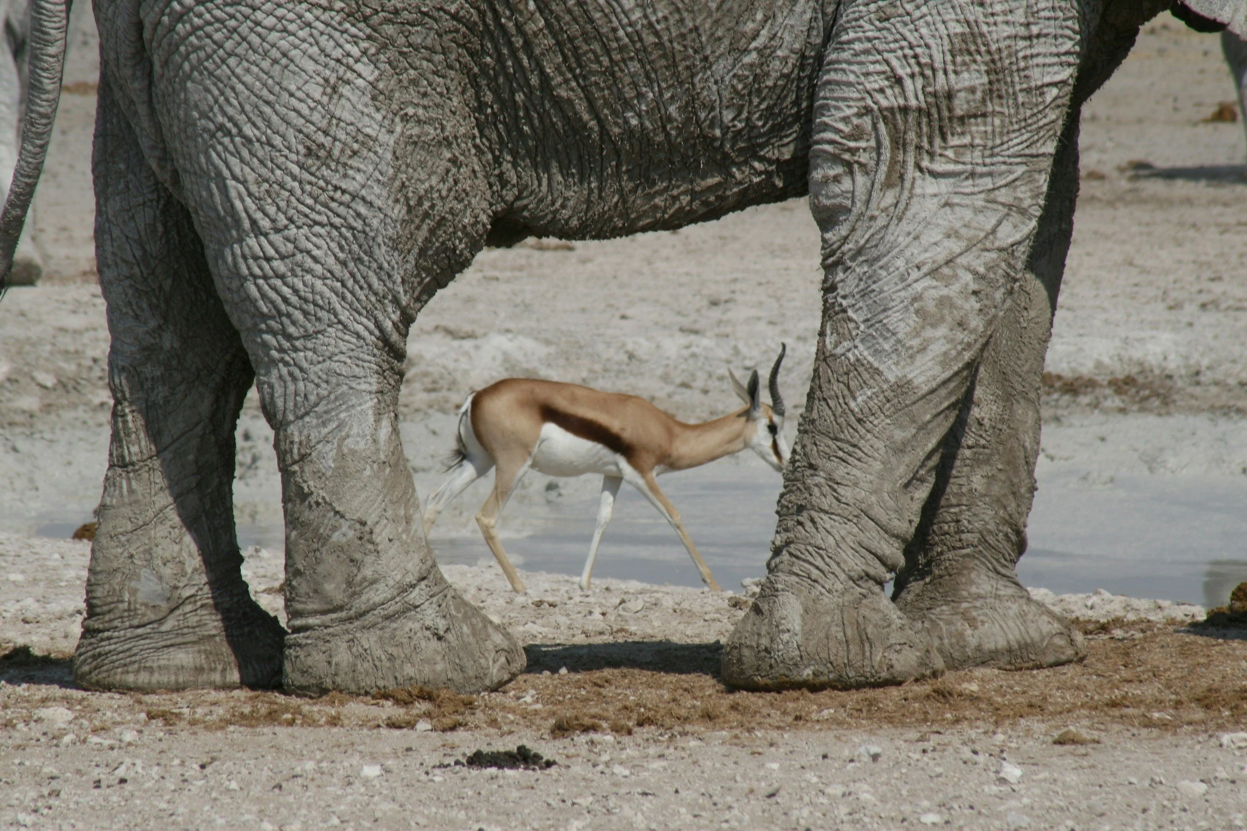 A large elephant standing on sandy terrain with a gazelle walking in the background.