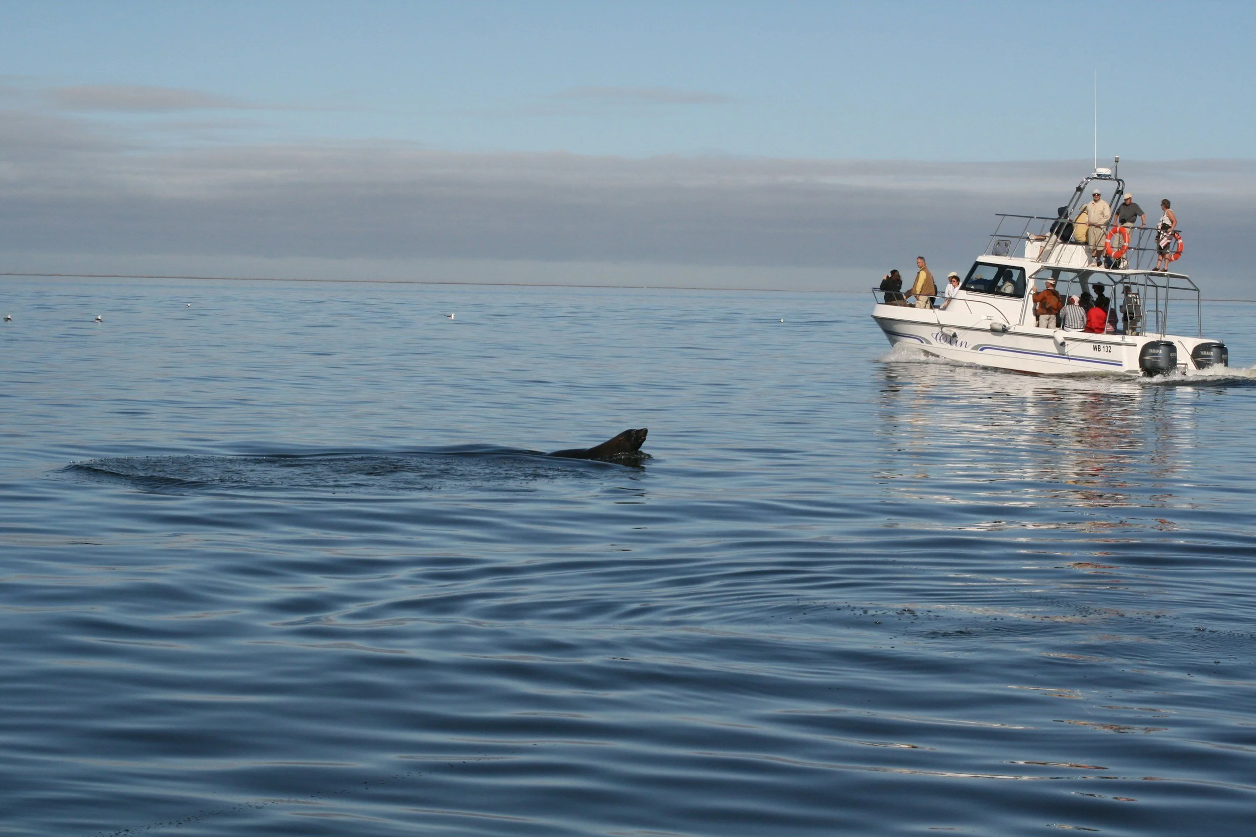 A group of people on a white boat observing a sea lion swimming near the boat in calm waters, with a cloudy sky in the background.