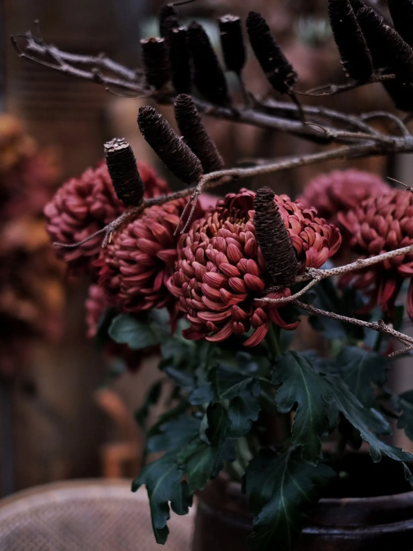 Chrysanthemum Bigoudi Red ~
Godmorgon Fredag.
En favorit i mitt blomsterhjärta.
Den är så så fin.
Fantastisk är den faktist.
Mörkt mörkt vinröd, med otroliga kronblad som gör gott för min oroliga s