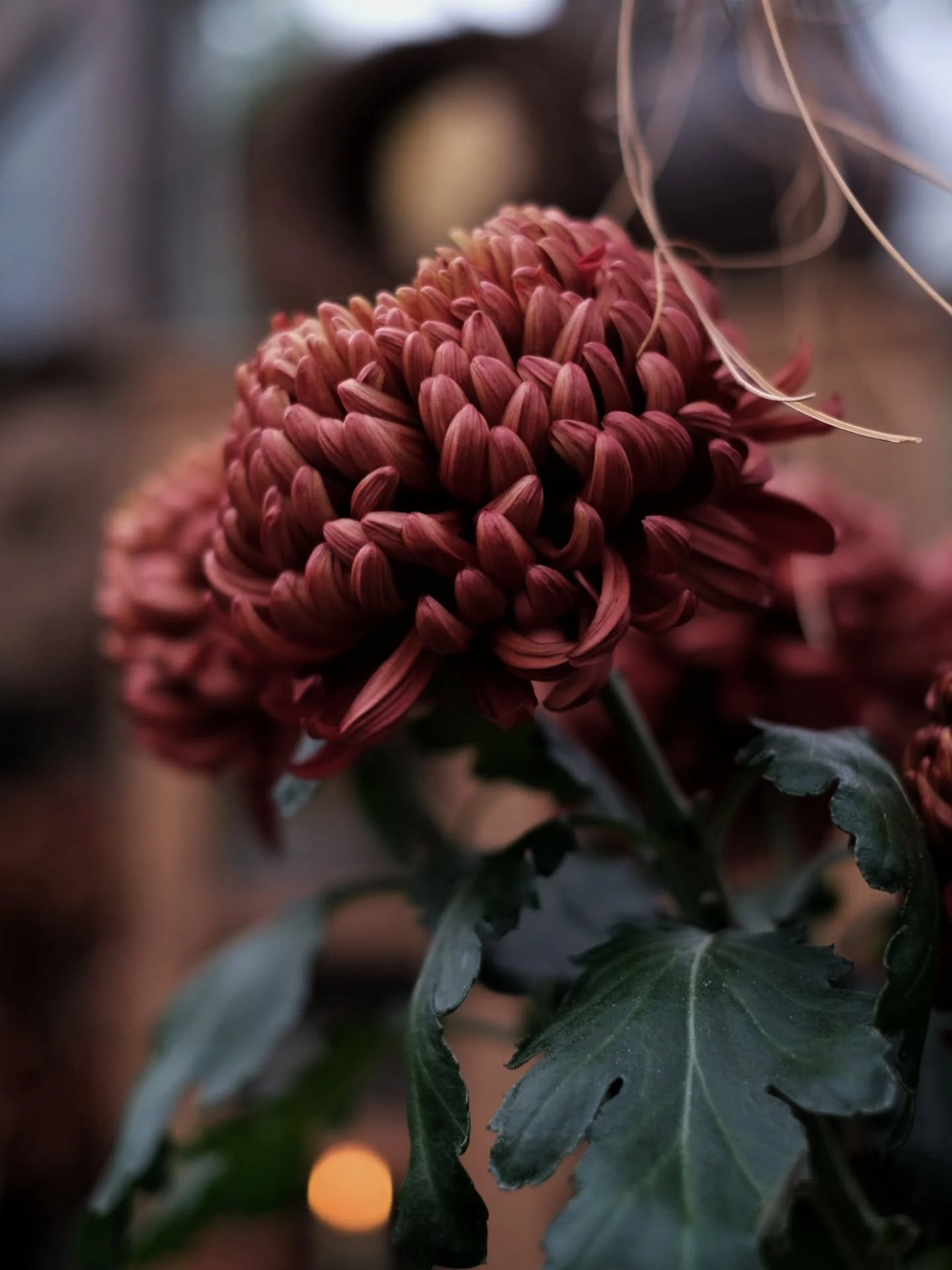 En mjuk, glad och sn&auml;ll Fredag &ouml;nskar jag dig.
L&aring;t den fyllas med allt du &ouml;nskar.

Kanske k&ouml;per du dig en Fredagsbukett.
Om de d&aring; har Chrysanthemum Bigoudi Red i snittkylen, k&ouml;p den. 
S&aring; s&aring; tacksam och