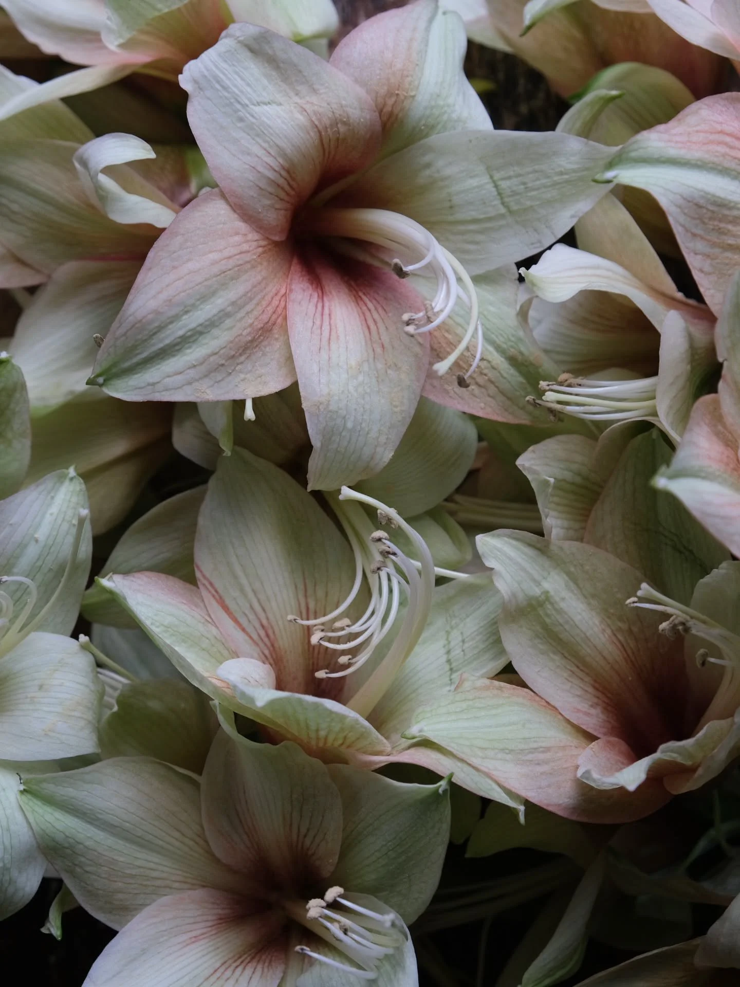 Amaryllis Mocca.

En av de vackraste Amaryllis jag vet.
Alldeles underbar &auml;r den.

Visst h&aring;ller ni med mig?

Kram.
Linda

~

~

~

#amaryllis
#amaryllisflower
#amaryllislover
#novent
#advent
#adventstid
#adventsmys
#blommor
#blumen
#flower