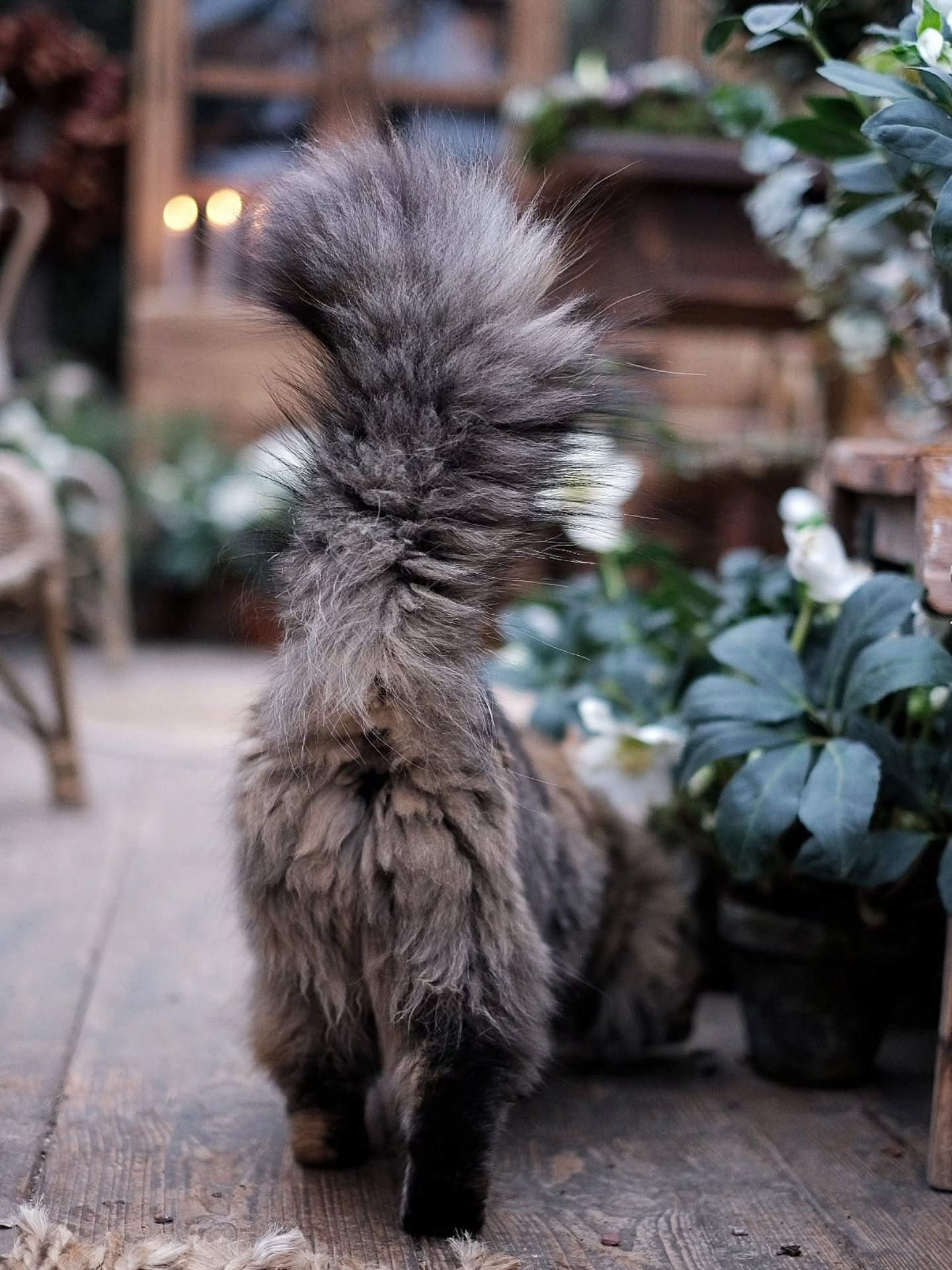 Jag och min fluffiga p&auml;lskling Stina &ouml;nskar er en alldeles underbar M&aring;ndag s&aring; h&auml;r i Adventstid.

Jobb dagen l&aring;ng f&ouml;r mig idag, gillart.
Vad g&ouml;r ni idag d&aring; raringar?
Ber&auml;tta.

Allt gott.
Linda

~

