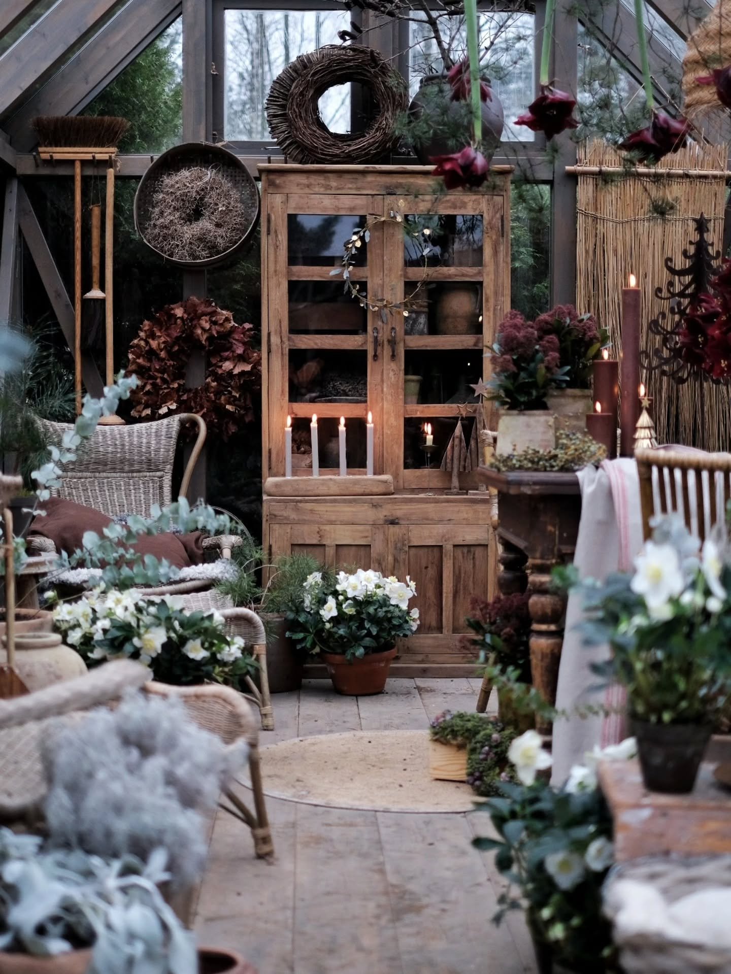 &Aring;rets December &auml;r mild.
Alldeles f&ouml;r mild om ni fr&aring;gar mig.
Ge mig ett g&auml;ng lagom minusgrader och sn&ouml; tack.

Hursomhelst, v&auml;xterna h&auml;r ute i v&auml;xthuset stortrivs iallafall.
V&auml;xthuslivet &aring;ret om