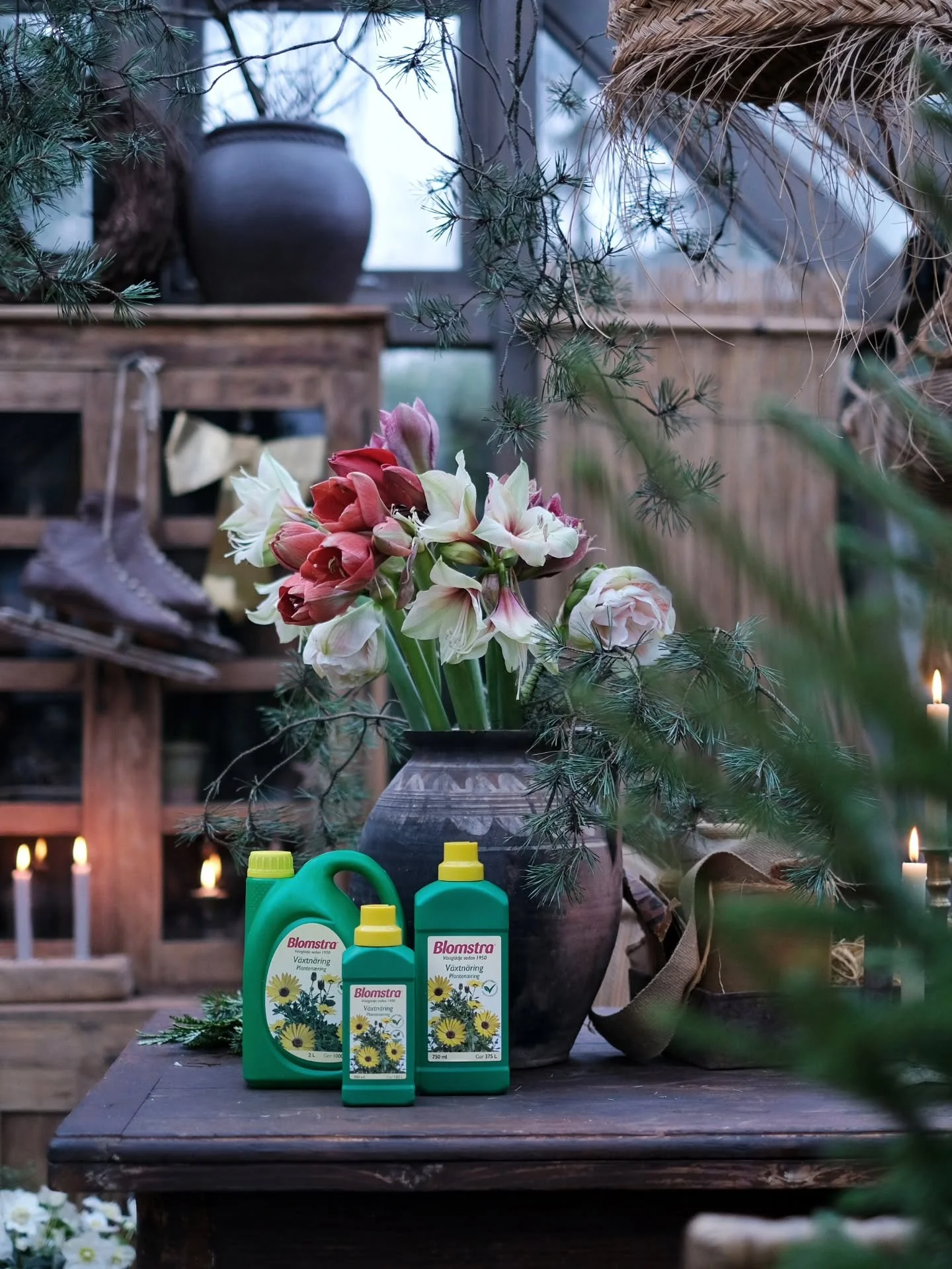 Reklam f&ouml;r Blomstra. ~

Visst &auml;r det v&auml;l som s&aring; att ni mer &auml;n g&auml;rna skulle vilja ha ett tips p&aring; hur jag f&aring;r mina snittamaryllis att h&aring;lla l&auml;ngre?

Dessa juveler p&aring; stj&auml;lk vill vi ju nju