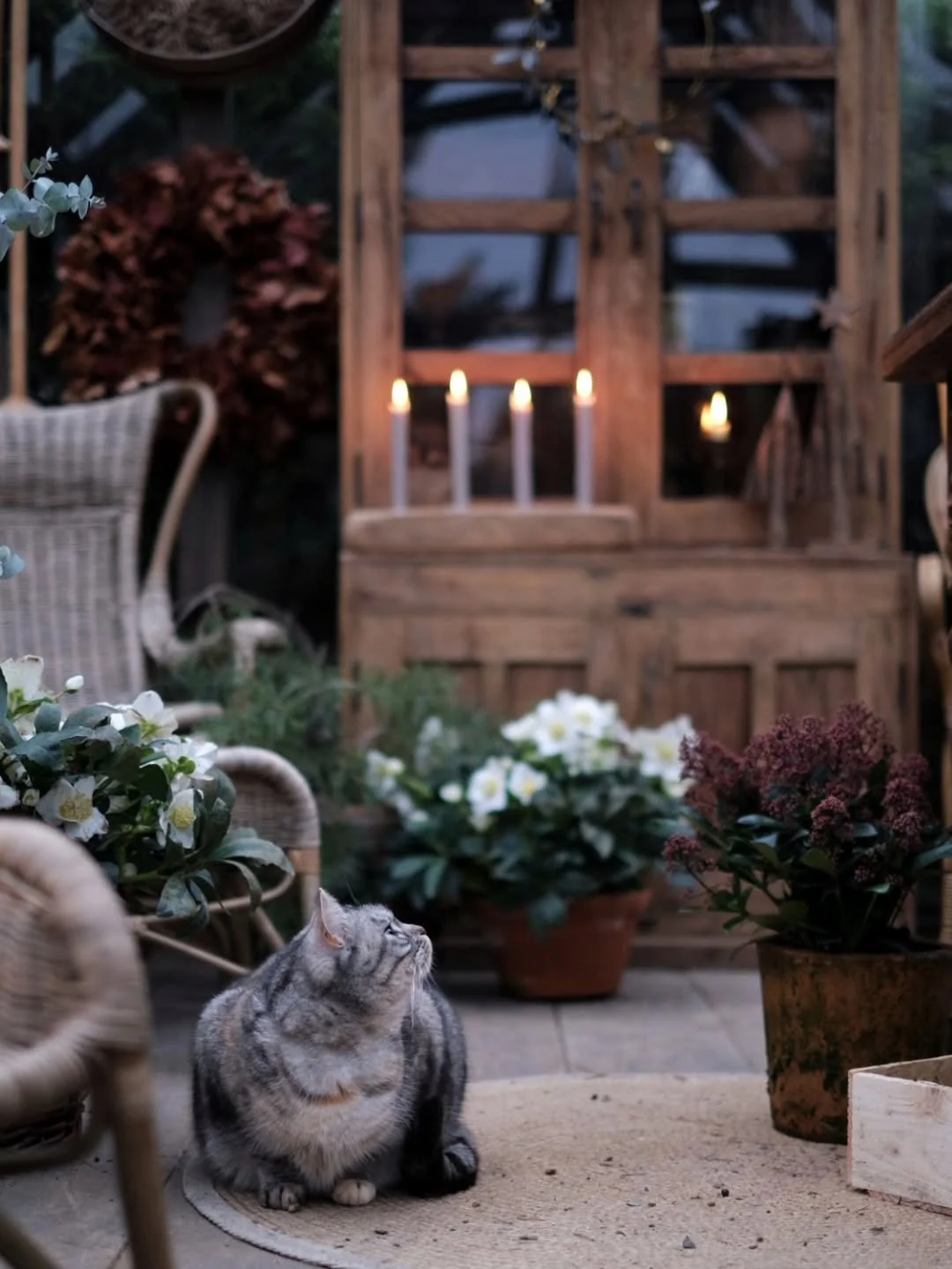 Annandag Jul.

Dagarna &auml;r himla mjuka och sn&auml;lla.
Jag njuter av dem och jag k&auml;nner att de g&ouml;r gott.
Hela v&auml;gen in till hj&auml;rteroten.

Idag blir det kattgos i massor, vi ska iv&auml;g p&aring; ett F&ouml;delsedagskalas och