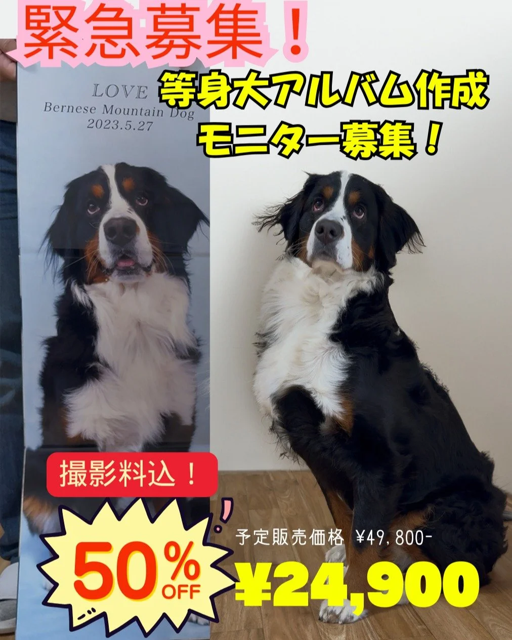 🎉【数量限定‼️モニター大募集】📸✨
世界にひとつだけ‼️
🐶《わんちゃんの等身大アルバム》を作ろう💥

「えっ！このサイズ感、やばっ！」
「成長したのが目に見えて分かる～😭」
そんな声、続出中の【わんこ等身大アルバム】が登場！

今回、サービス開始に先駆けて&hellip;
💎モニターさんを特別価格で大募集📢

👣撮影＋アルバム制作ぜんぶ込み‼️
💰通常49,800円 &rarr; モニター特別価格【24,900円】
📅 先着10組様限定🌟
📩 ご応募はDMまたは公式L