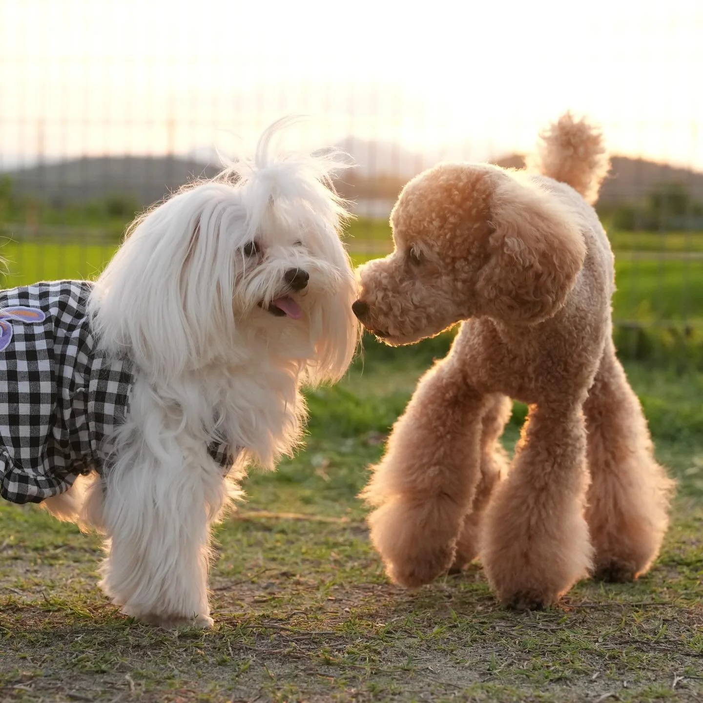 #なかよしさん 
⁡
夕焼けをバックになにかお話ししてるみたい🤭
何をお話ししてるんだろう💕
⁡
⁡
#ドッグラン 
#ドッグラン撮影 
#わんこ 
#わんこのいる生活 
#小型犬