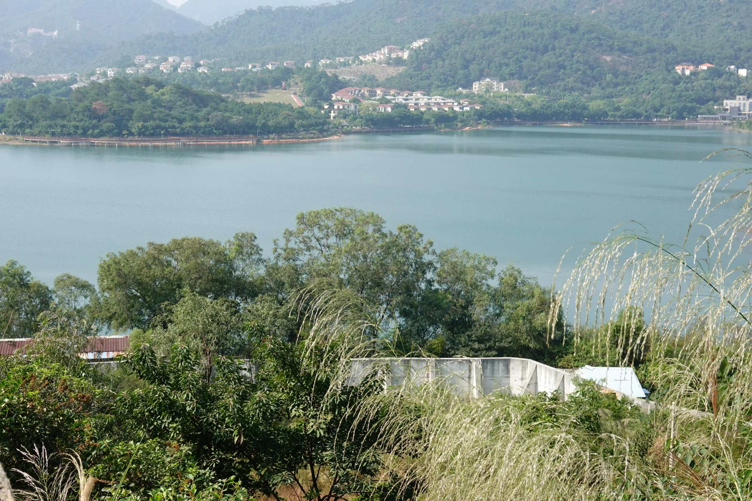 Acacia mangium 2 (site).JPG