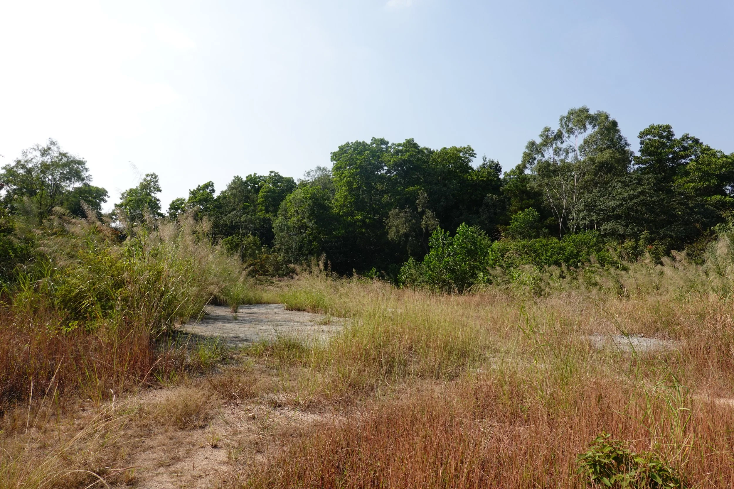 Acacia mangium et eucalyptus citriodora.JPG