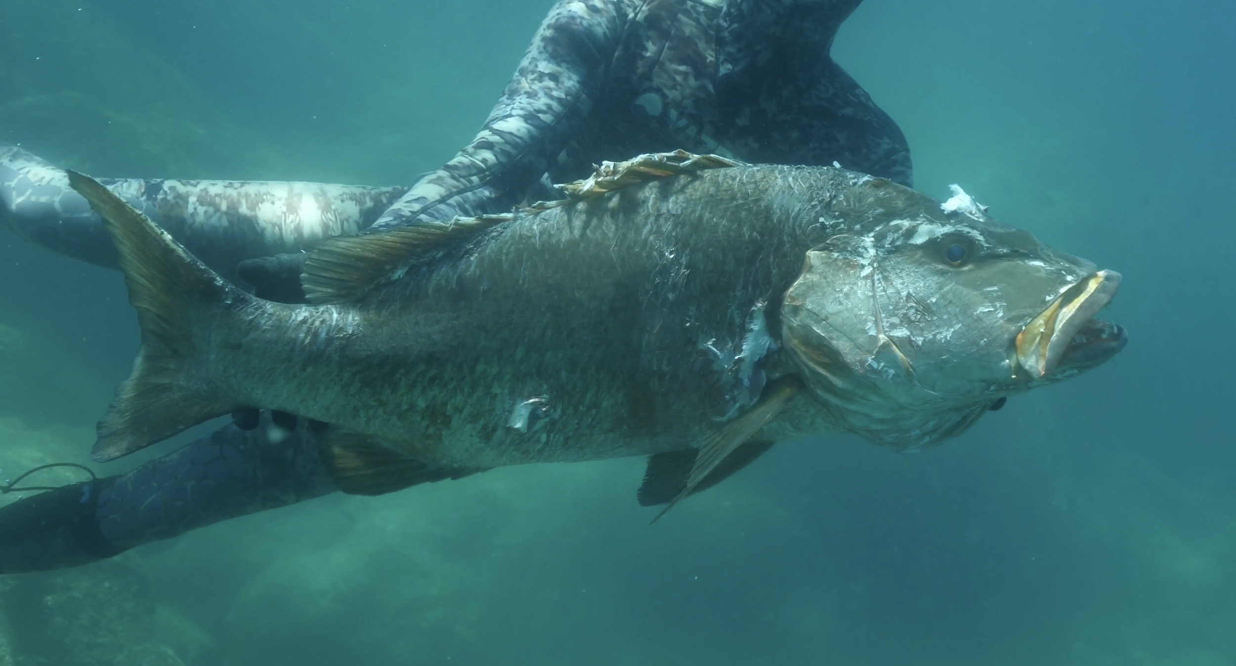 A person in camouflage clothing holding a large fish underwater.