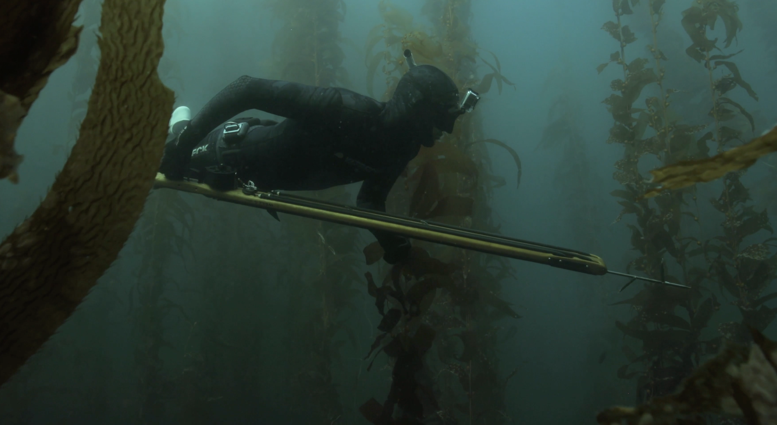 A person in a wetsuit and diving mask snorkeling among kelp plants underwater.
