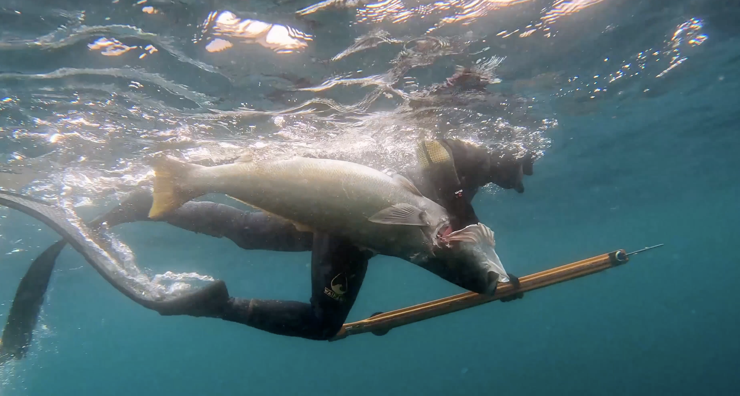 Person in wetsuit holding a large fish underwater with a speargun.