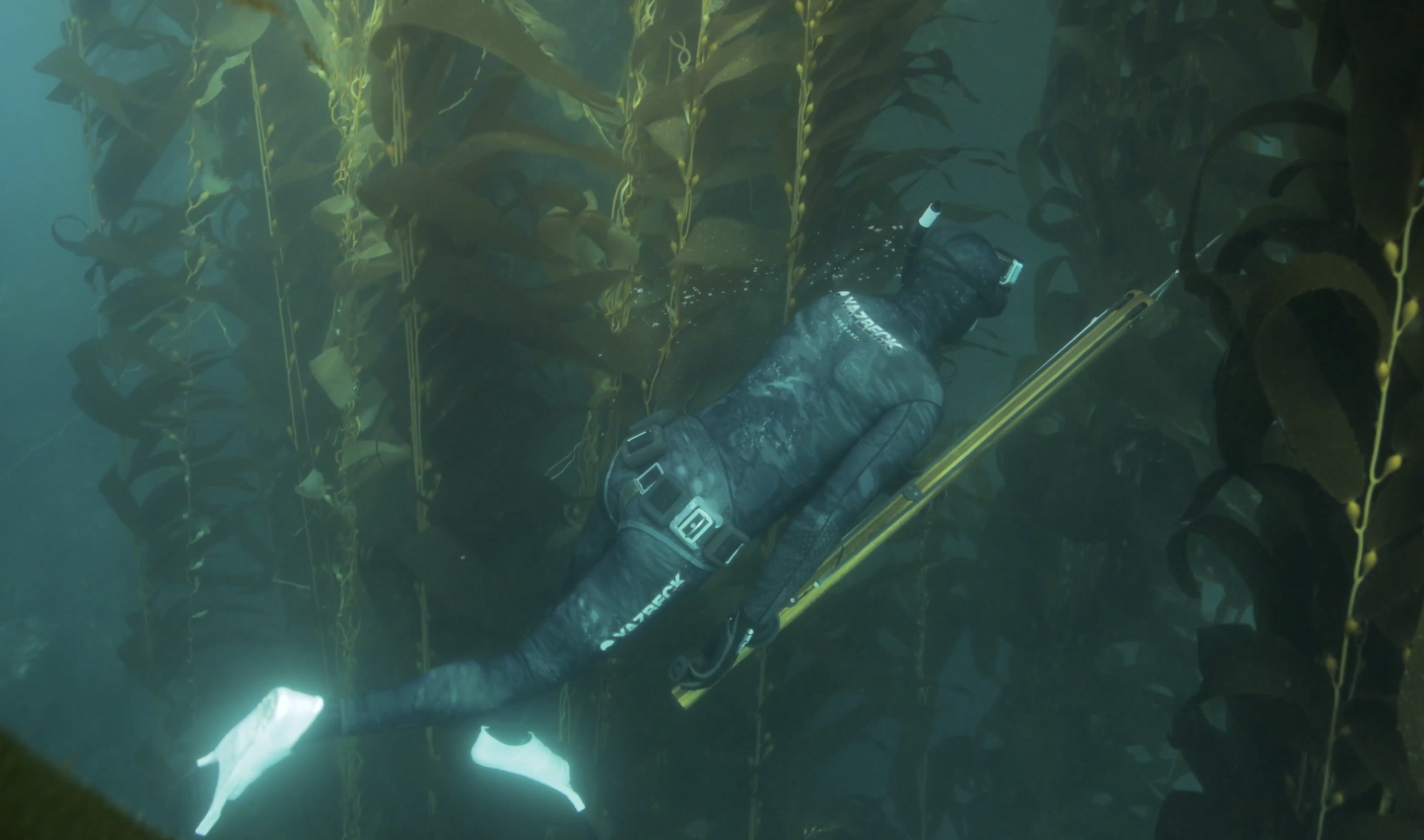A diver exploring underwater with kelp and a large fish visible nearby.