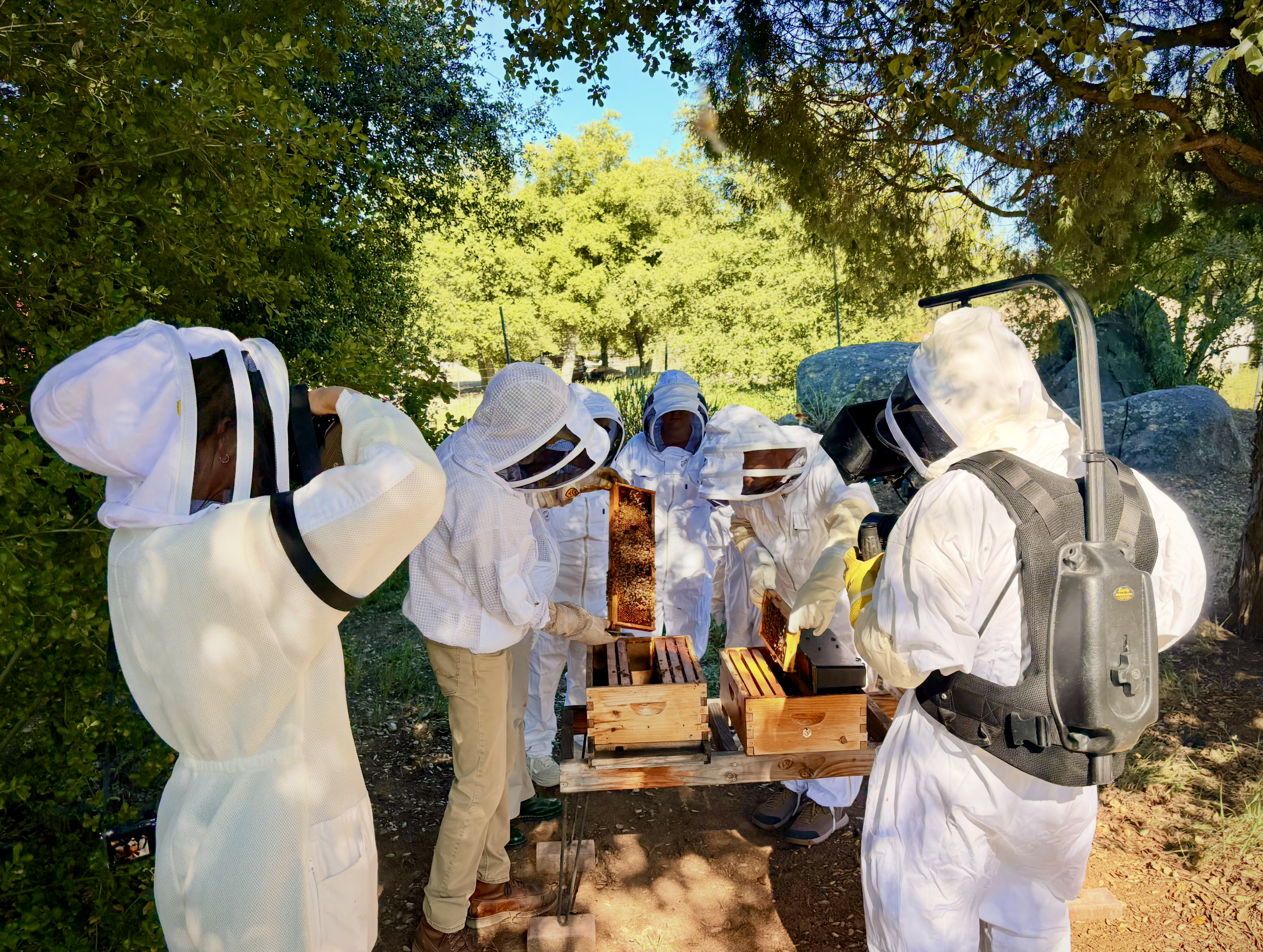 A group of people dressed in beekeeper suits gathering around a beehive outdoors beneath trees on a sunny day.