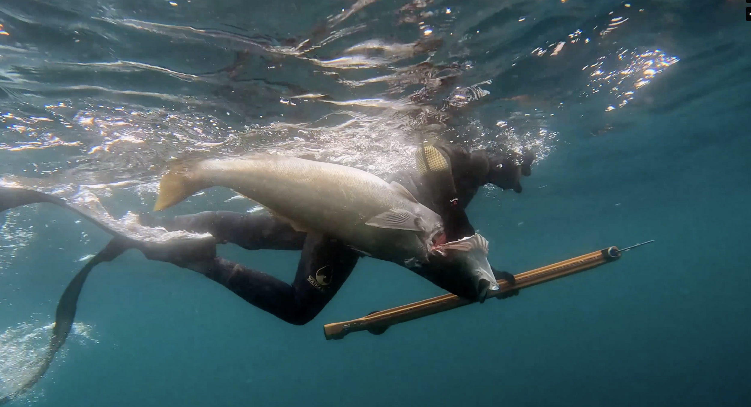 A scuba diver underwater holding a large fish with a spear gun.