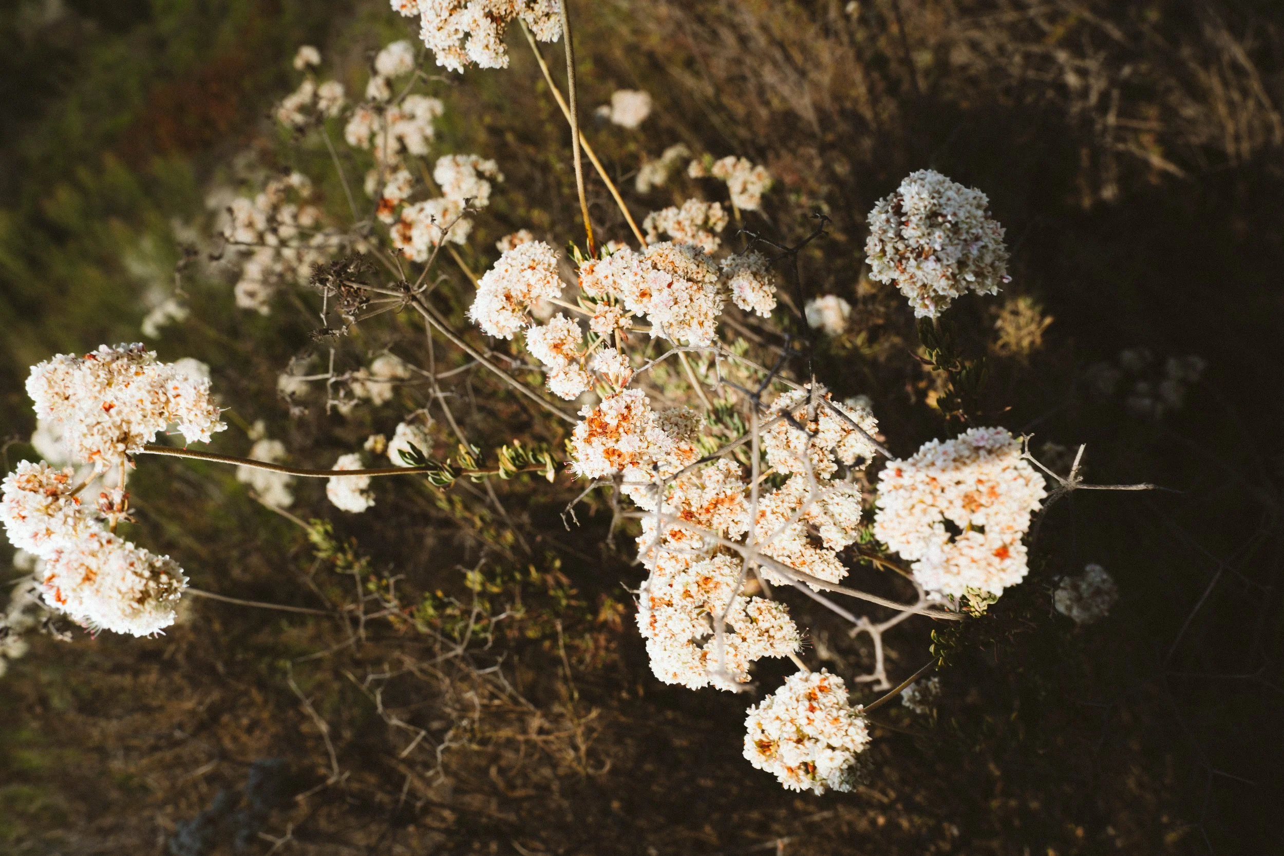 White flowers with orange centers growing on a bush at night.