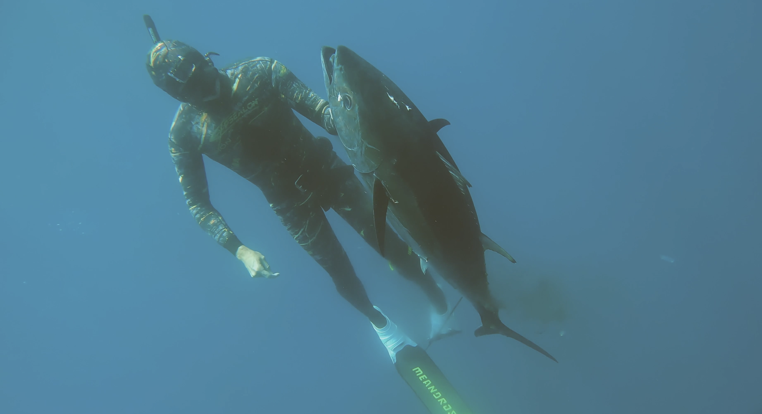 A person in scuba gear underwater holding a large fish with a dark body, pointed fins, and sharp features.