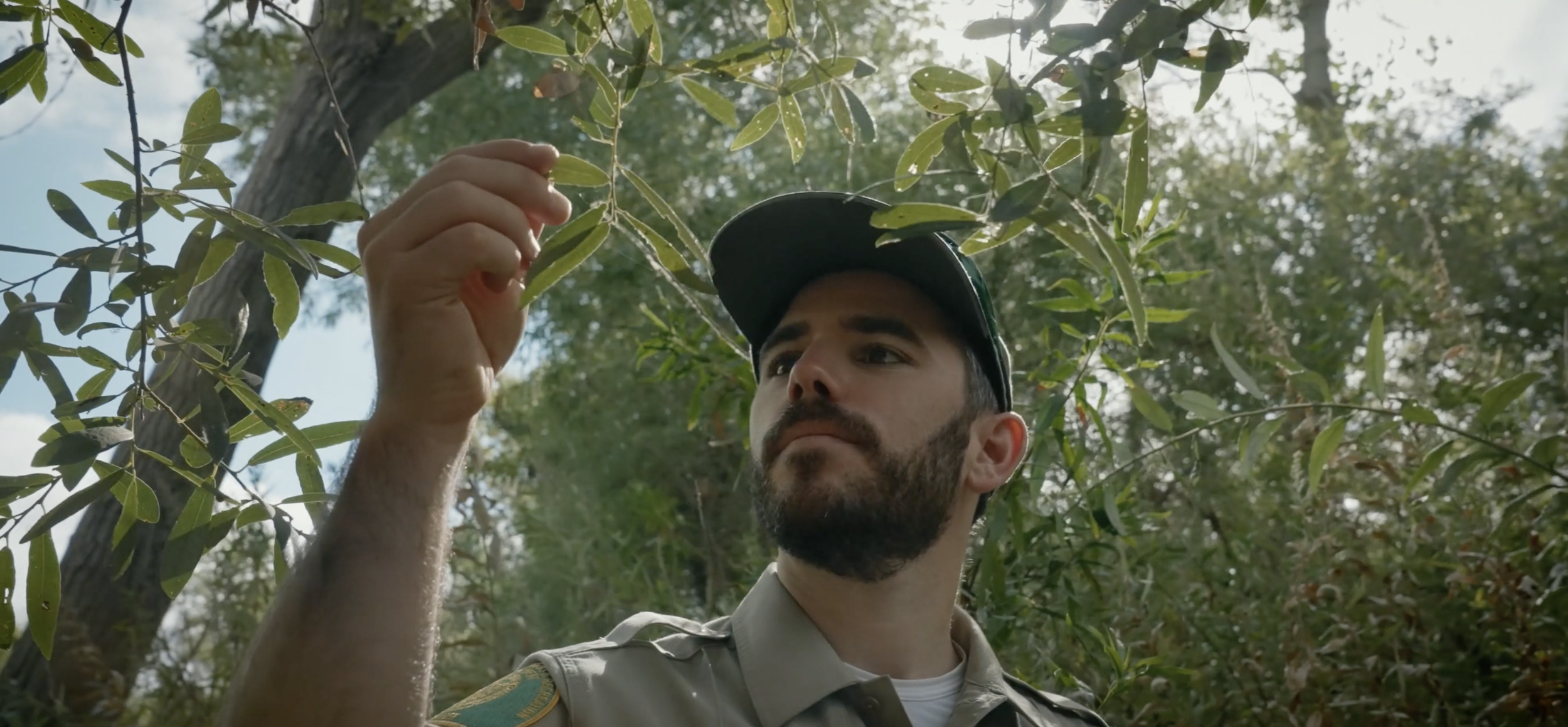 A park ranger or park officer examining leaves on a tree in a forested area.
