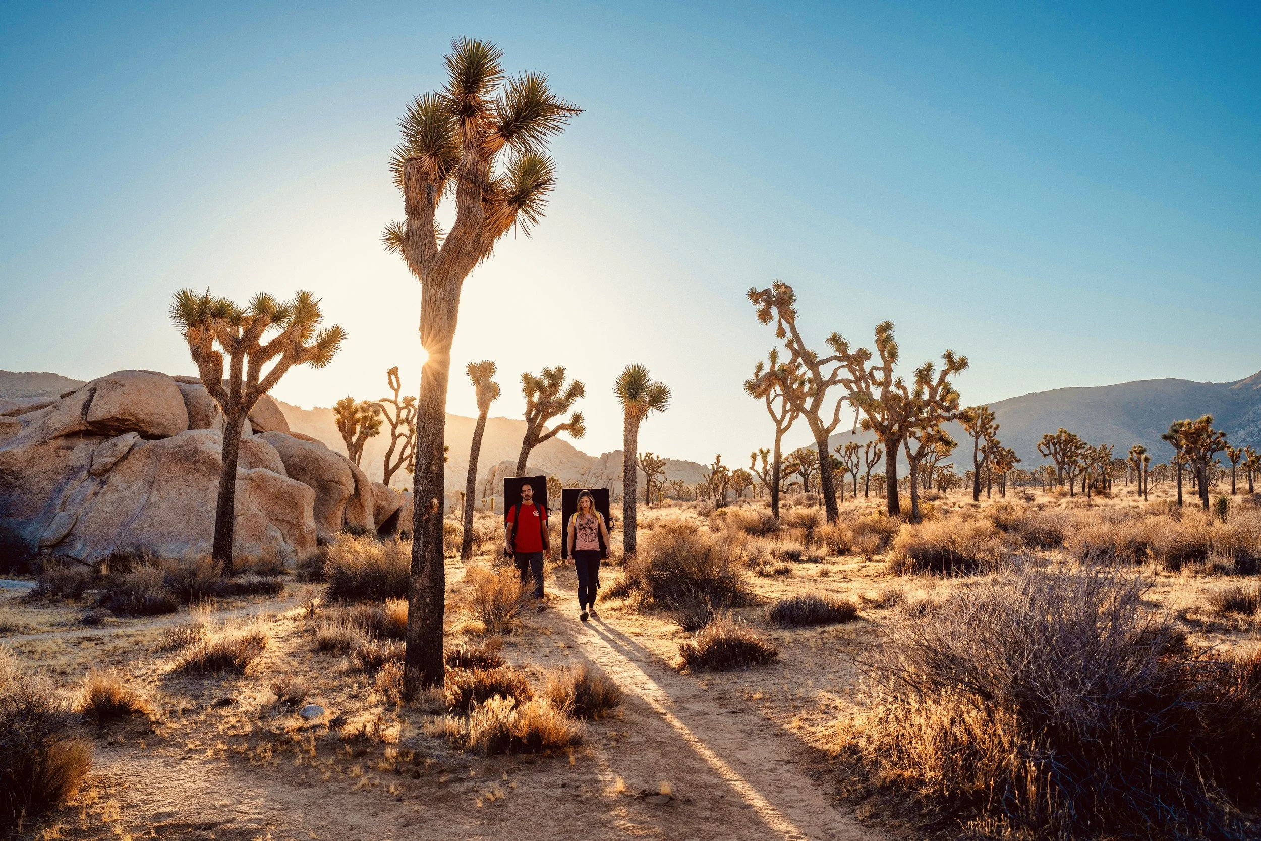 Two people hiking through a desert landscape with Joshua trees during sunset.