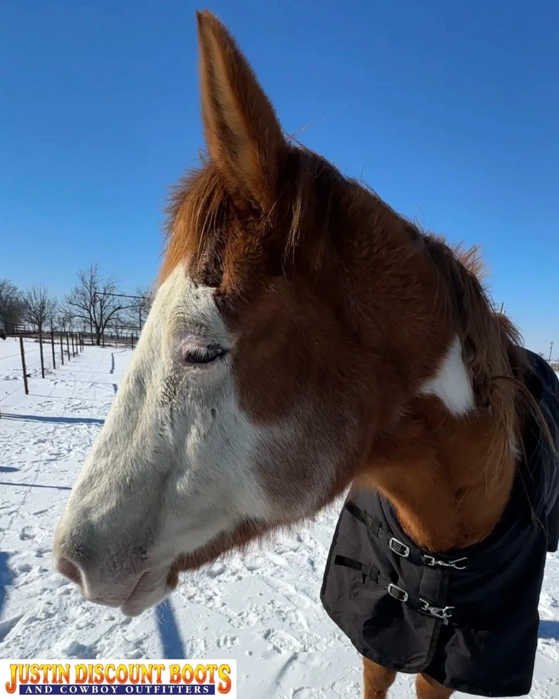 As we are one week post winter storm Fern, I thought I would share a critter who was very much over the white stuff falling from the sky!
&bull;
&bull;
#JDB #justindiscountboots #justindiscountbootsandcowboyoutfitters #justintx #westernfashion #rodeo