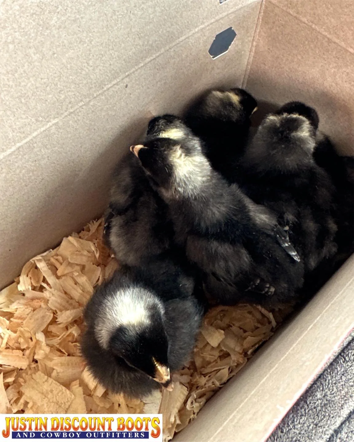 You know it was a good day when there&rsquo;s baby cheep cheeps involved 🐥 
&bull;
&bull;
#JDB #justindiscountboots #justindiscountbootsandcowboyoutfitters #justintx #westernfashion #rodeofashion #ranchfashion #westernvibes #rodeovibes #ranchvibes