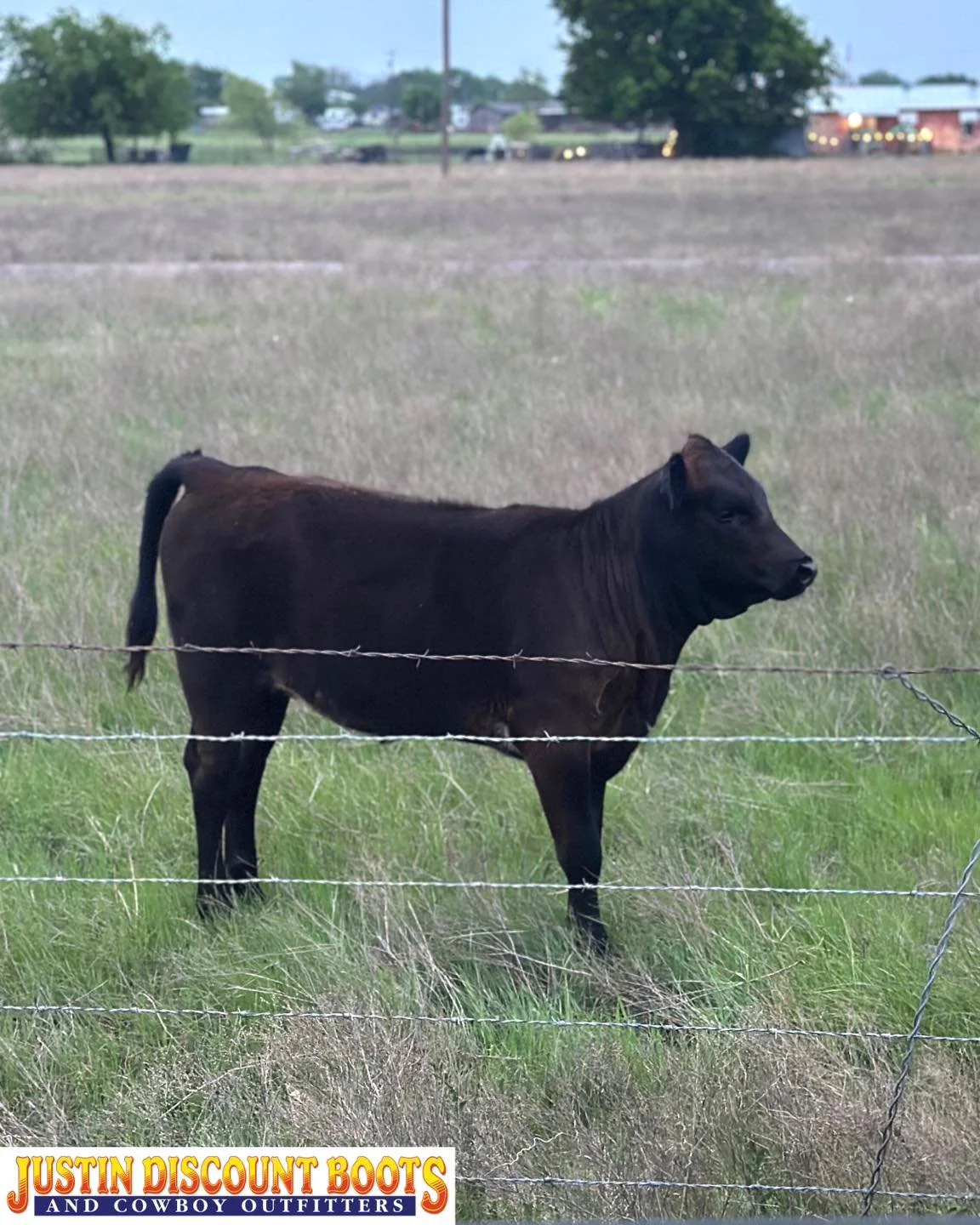 If you had a bad day&hellip; here&rsquo;s a cute baby cow. Because you can&rsquo;t have a bad day AND see a baby cow 😉 
&bull;
&bull;
#JDB #justindiscountboots #justindiscountbootsandcowboyoutfitters #justintx #westernfashion #rodeofashion #ranchfas