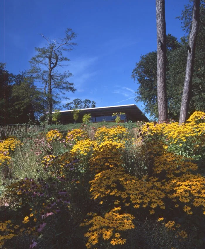 A garden with yellow and purple flowers, trees, and a building with a sloped roof of Crystal Palace Park Renovation in the background against a clear blue sky.