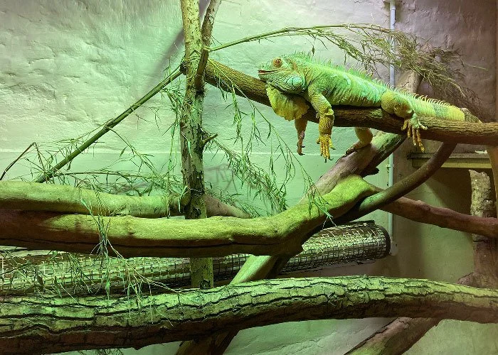 A green iguana resting on a tree branch inside a terrarium with branches and leaves.