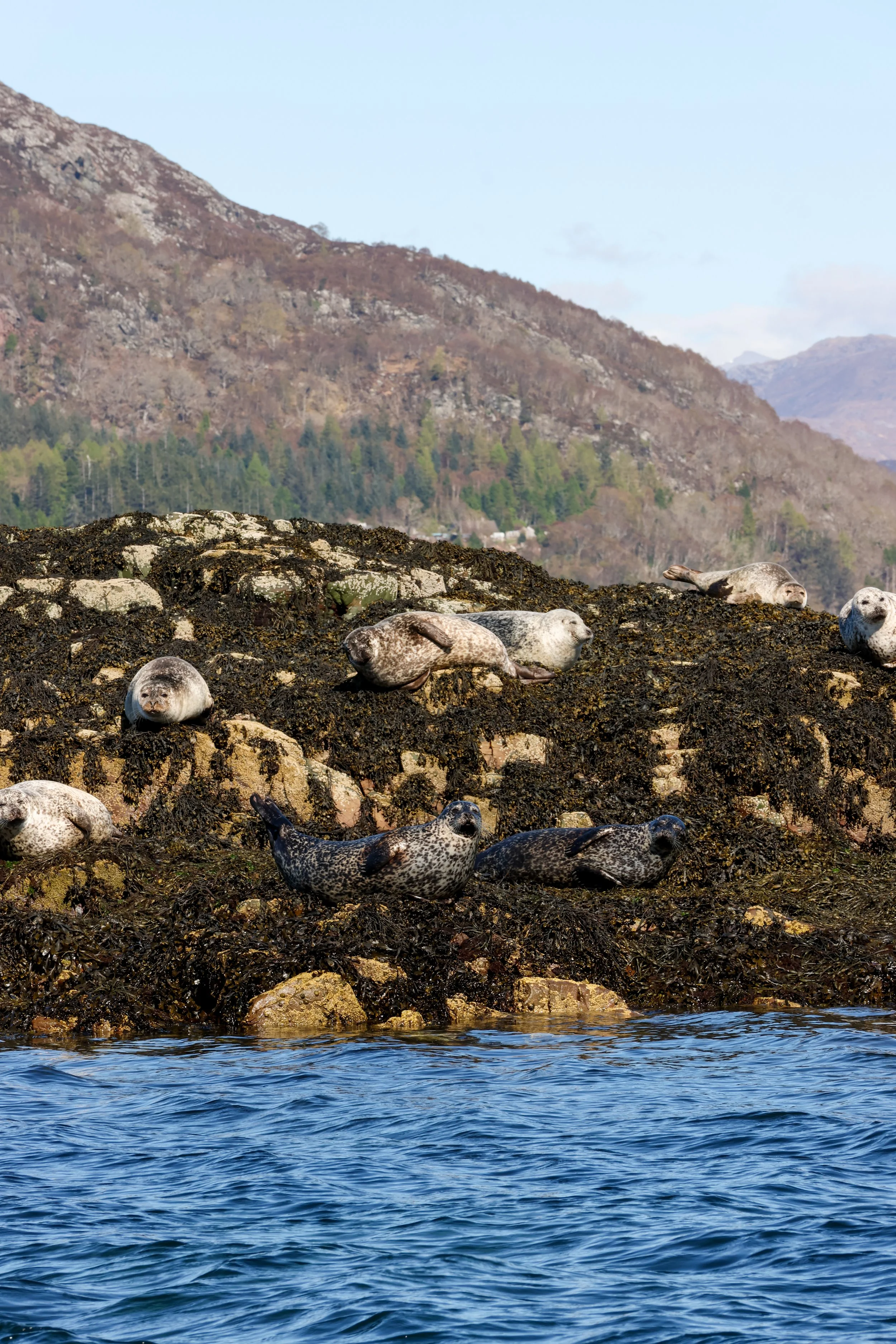 plockton