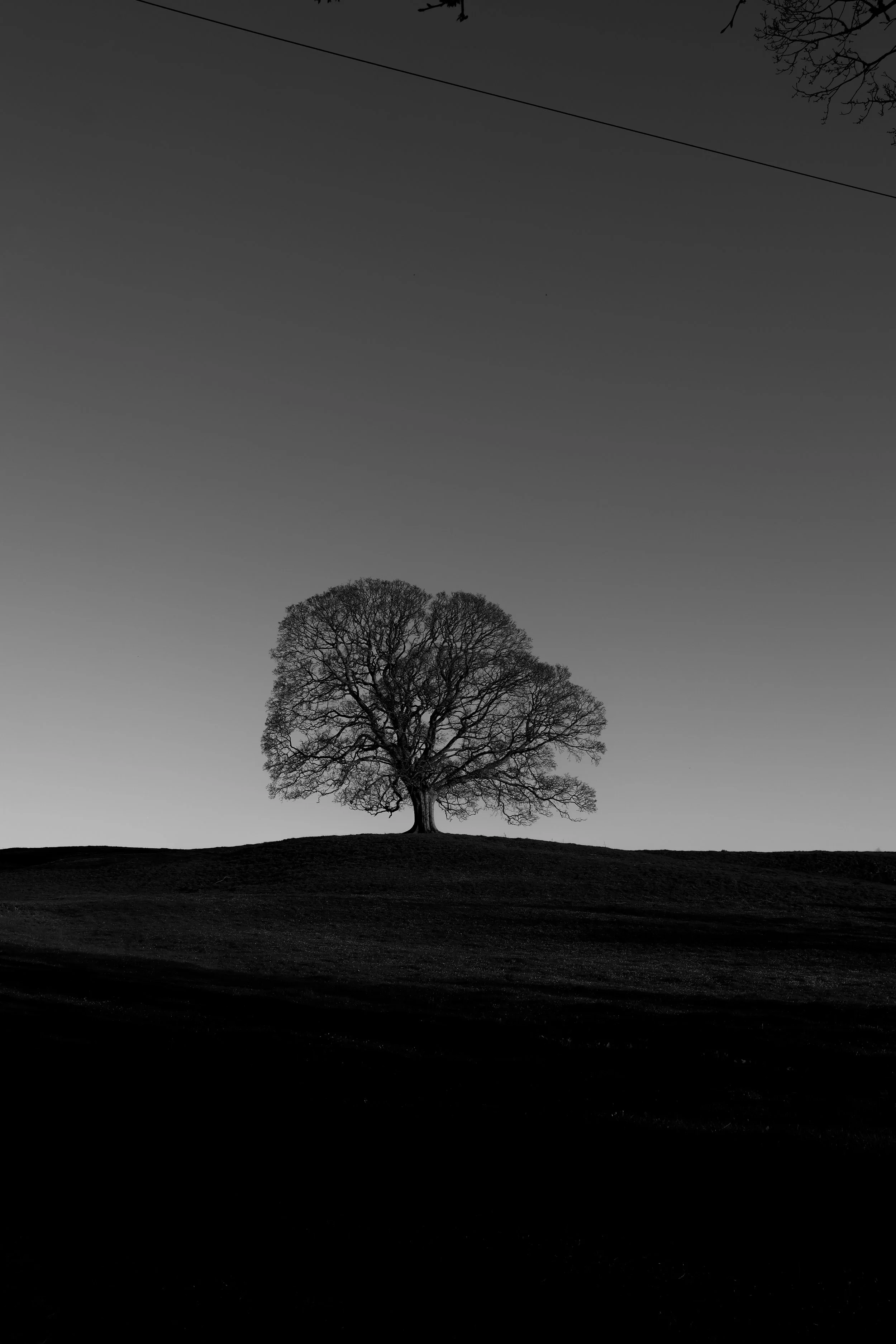 The lone tree