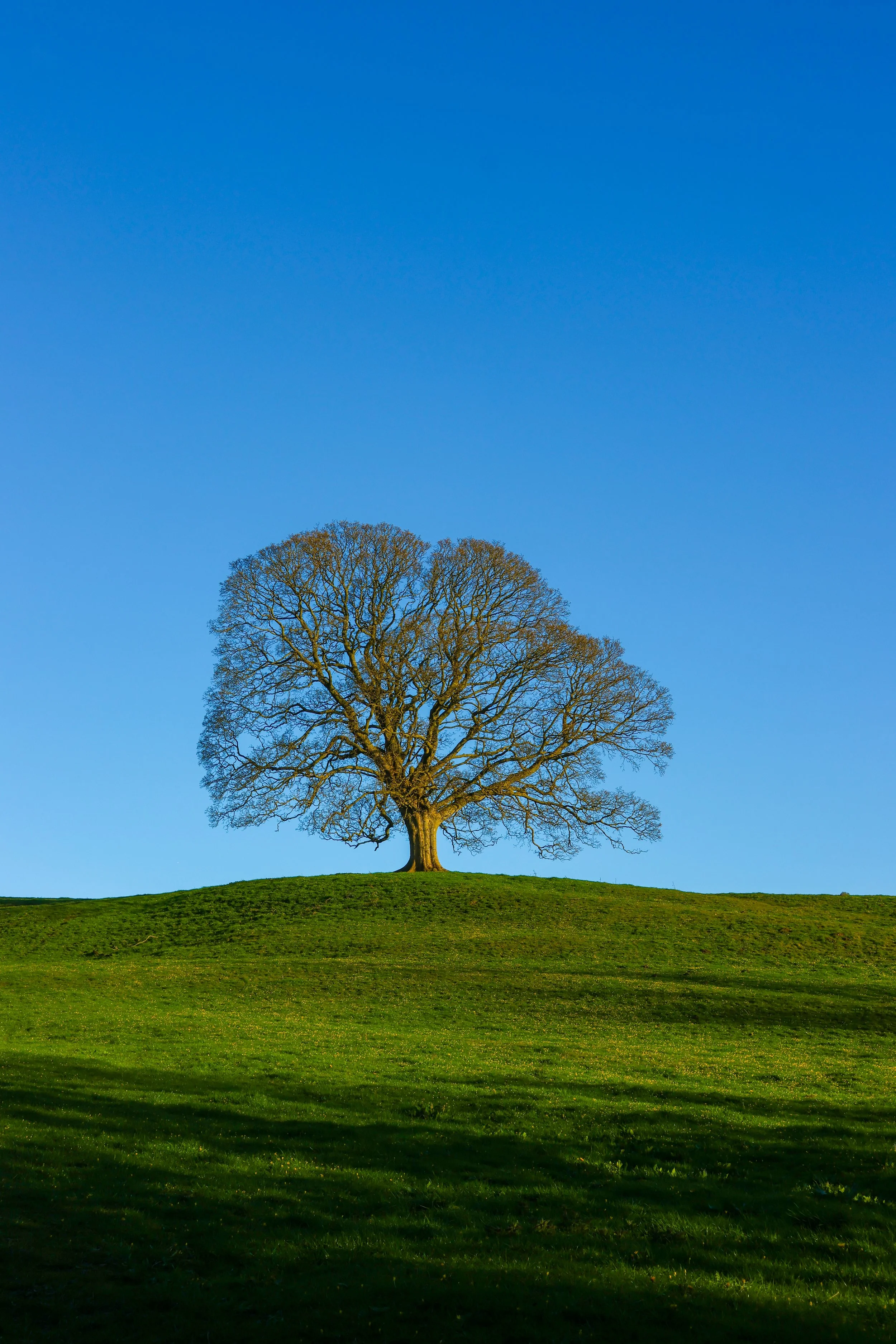 The lone tree
