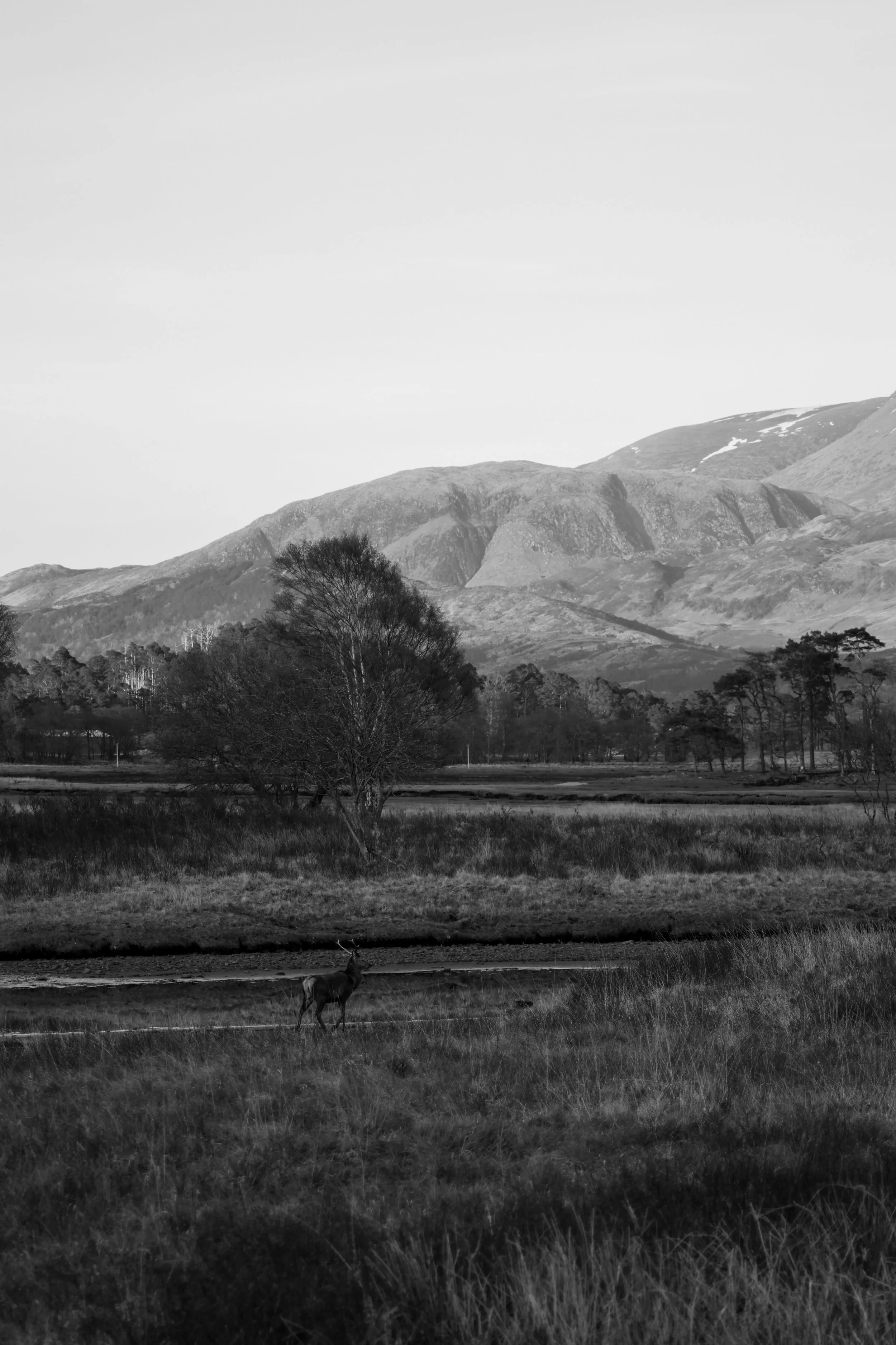 Deer in Stronchreggan