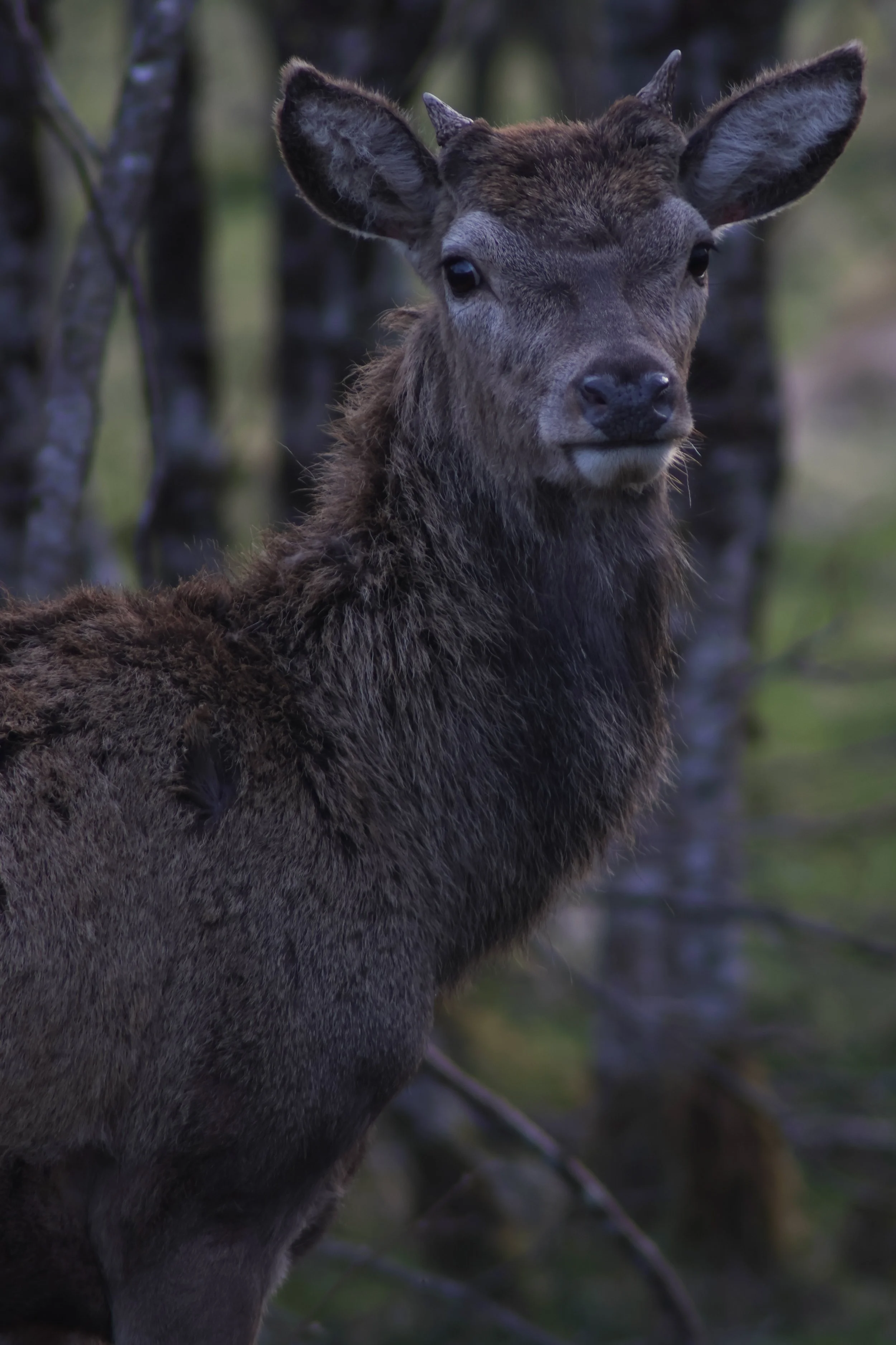 Deer in Stronchreggan