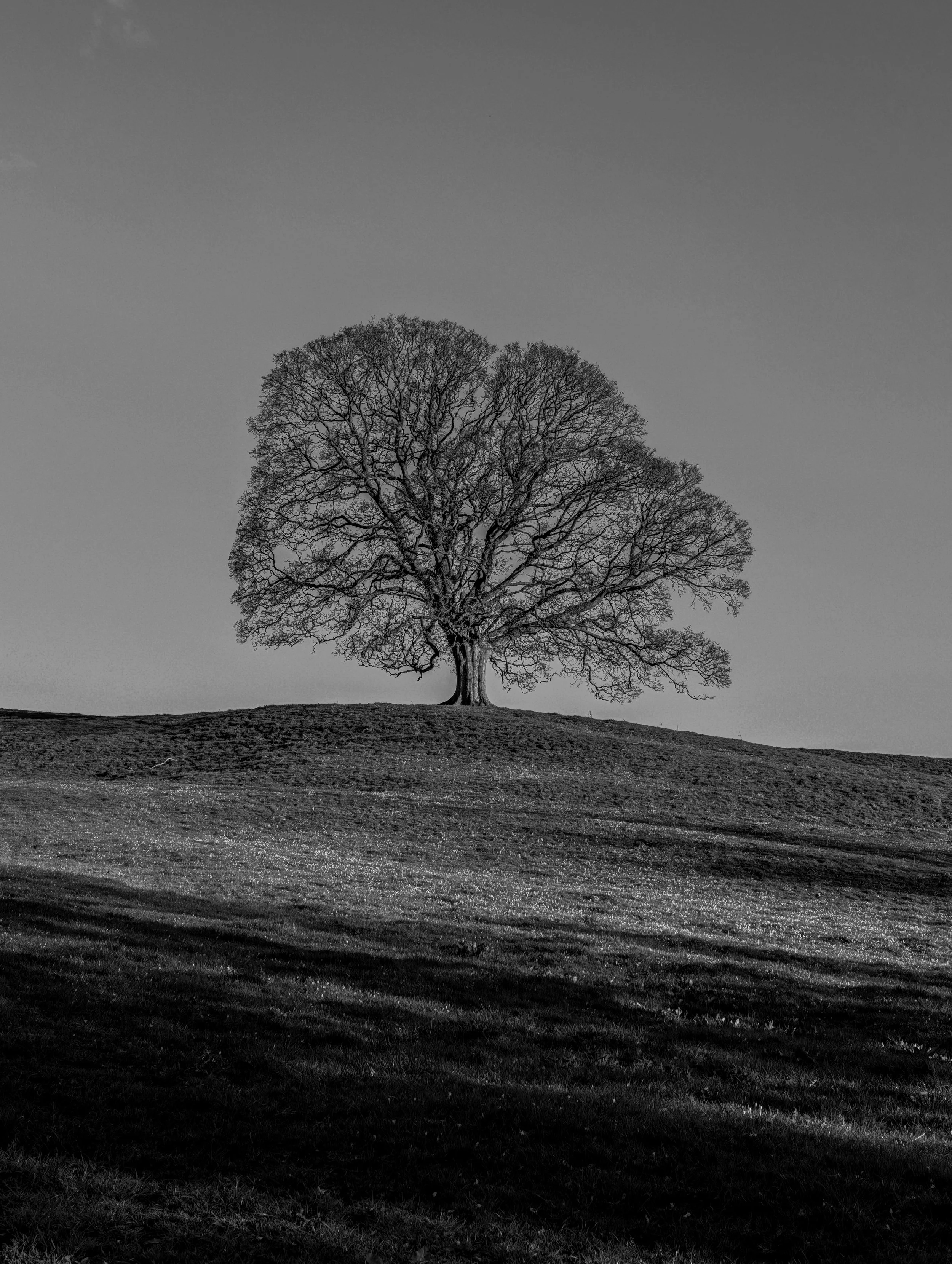The lone tree