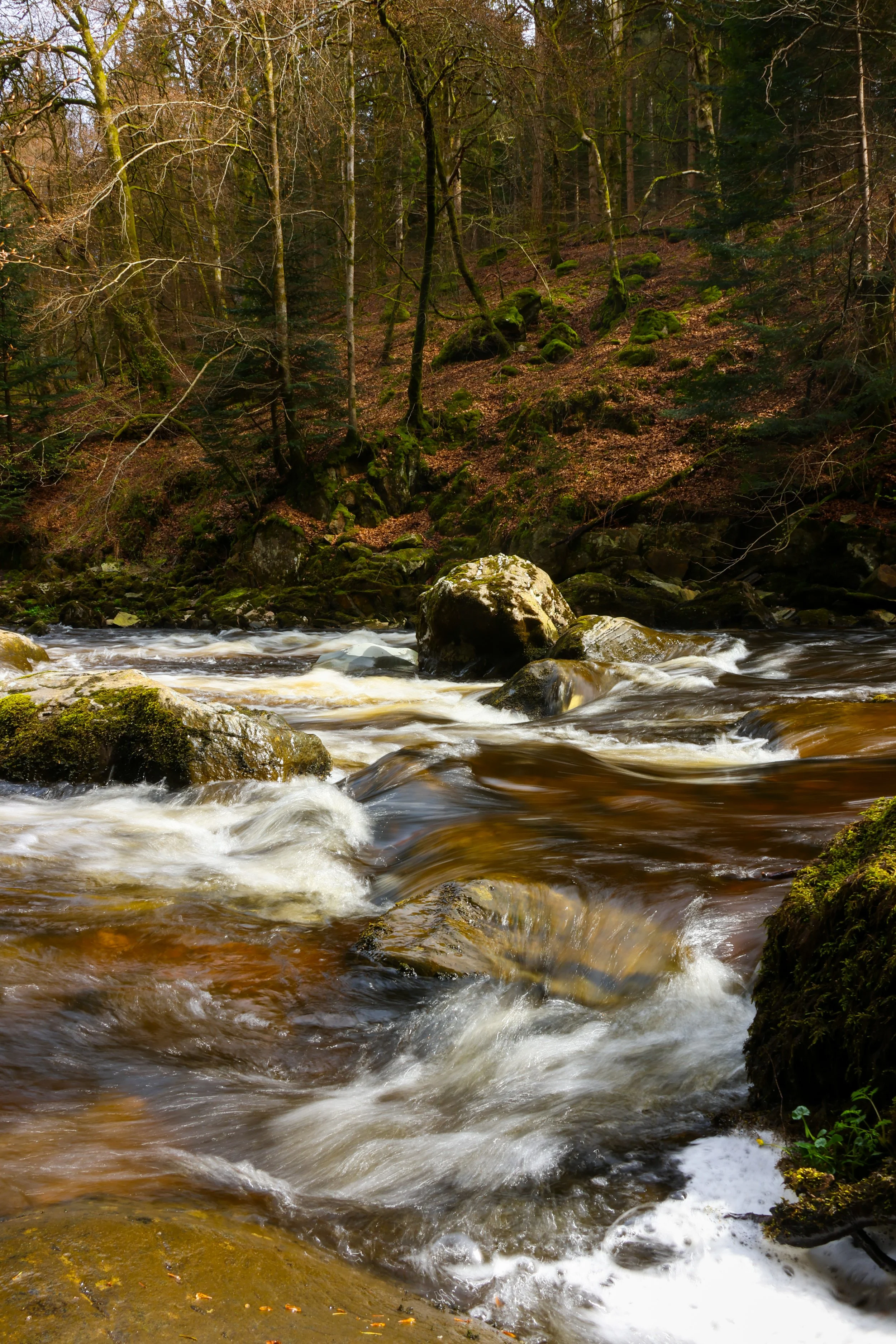 The Hermitage 