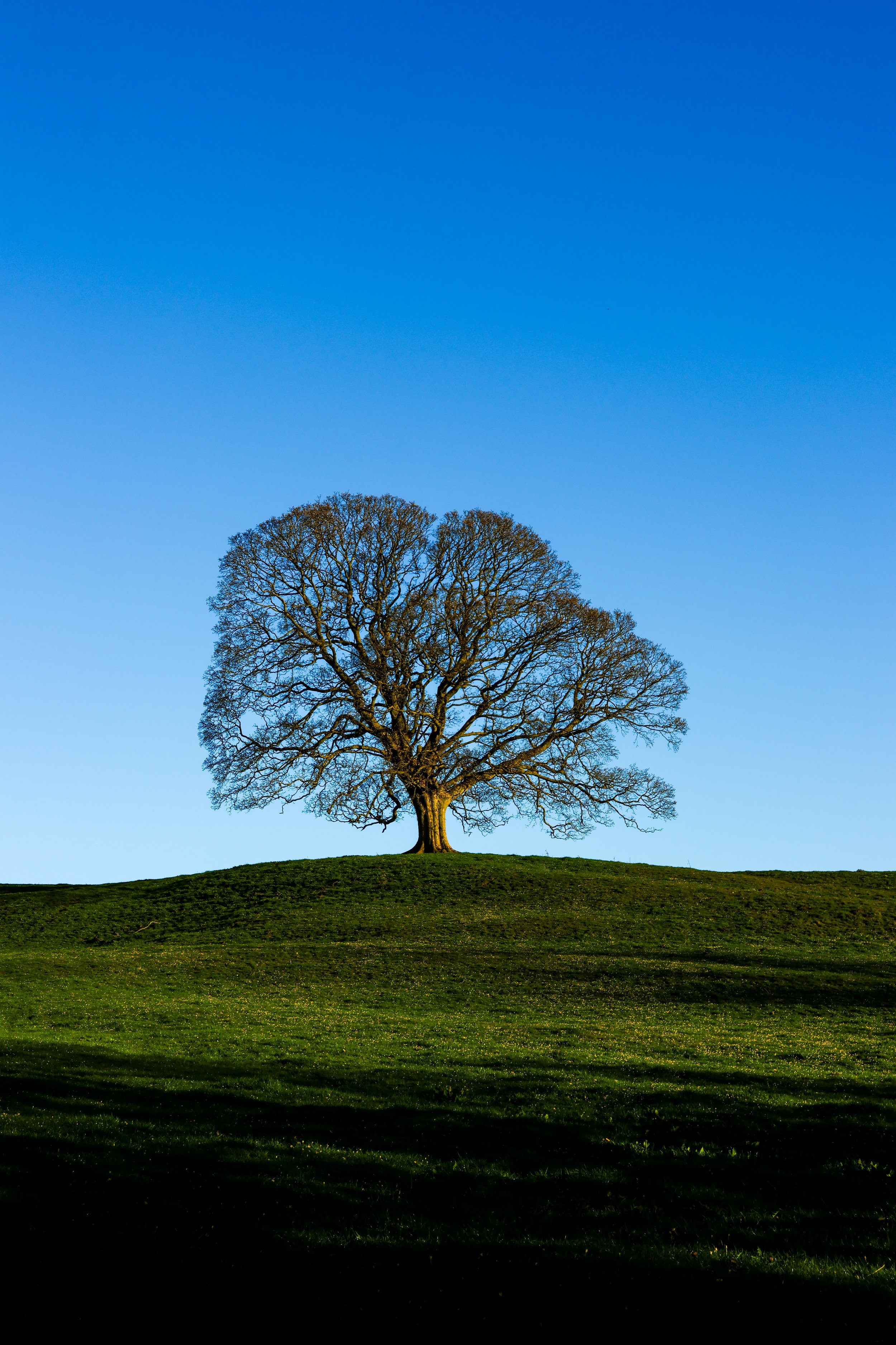The lone tree