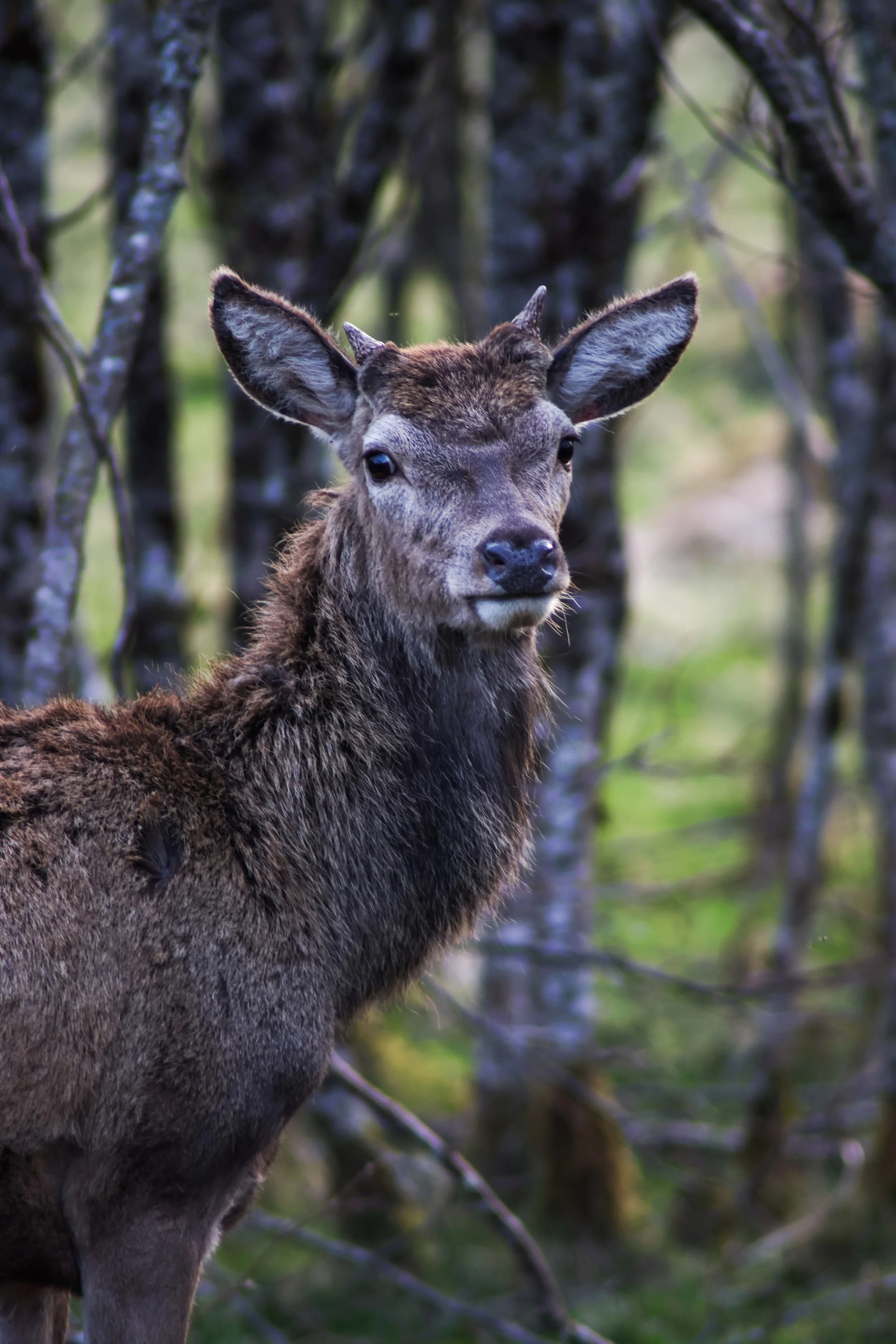 Deer in Stronchreggan