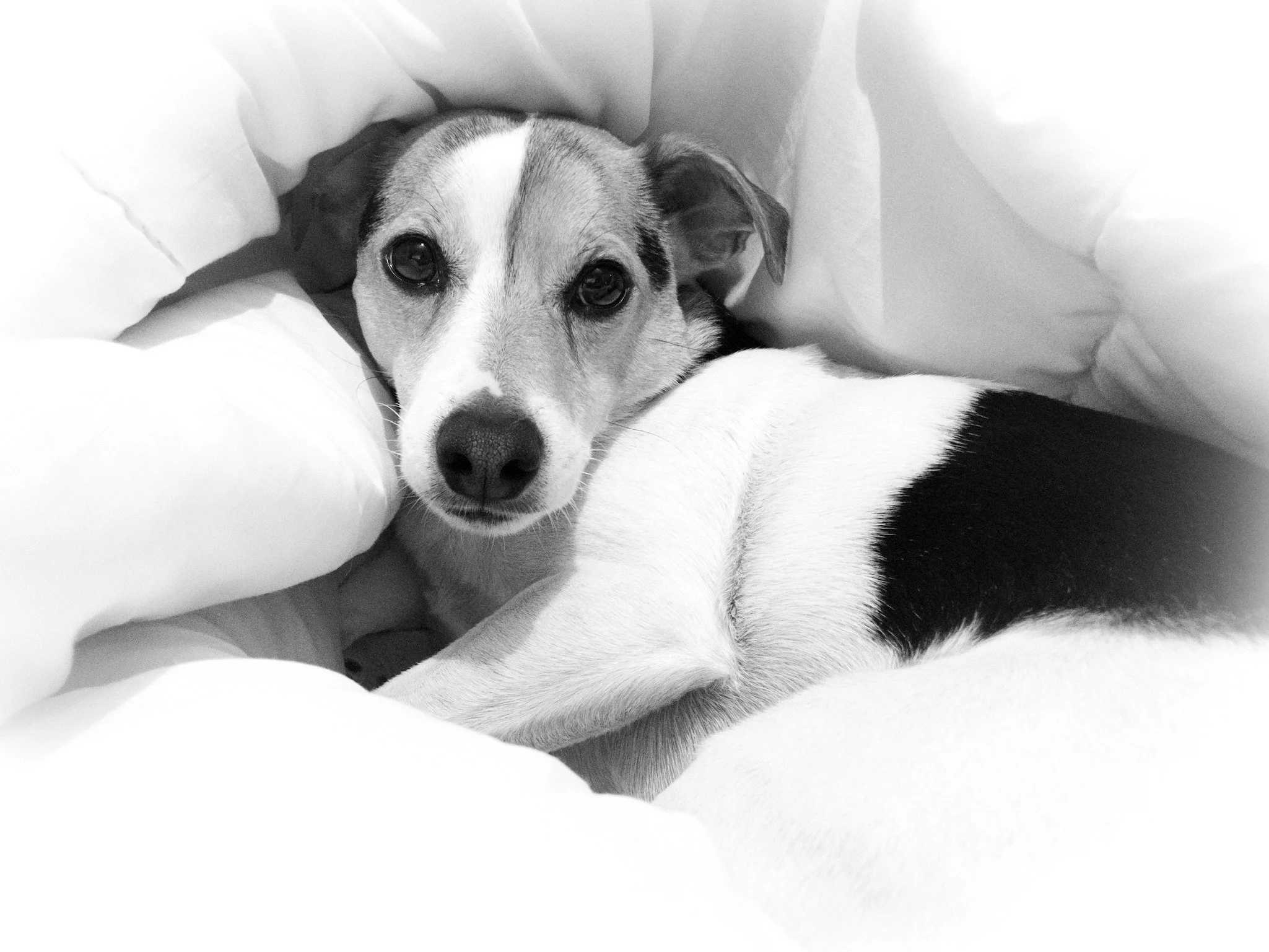 A black and white photo of a dog lying on a bed, surrounded by pillows or blankets, looking directly at the camera.