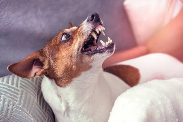 Cachorro com expressão de defesa ou medo, mostrando os dentes, enquanto alguém se aproxima.