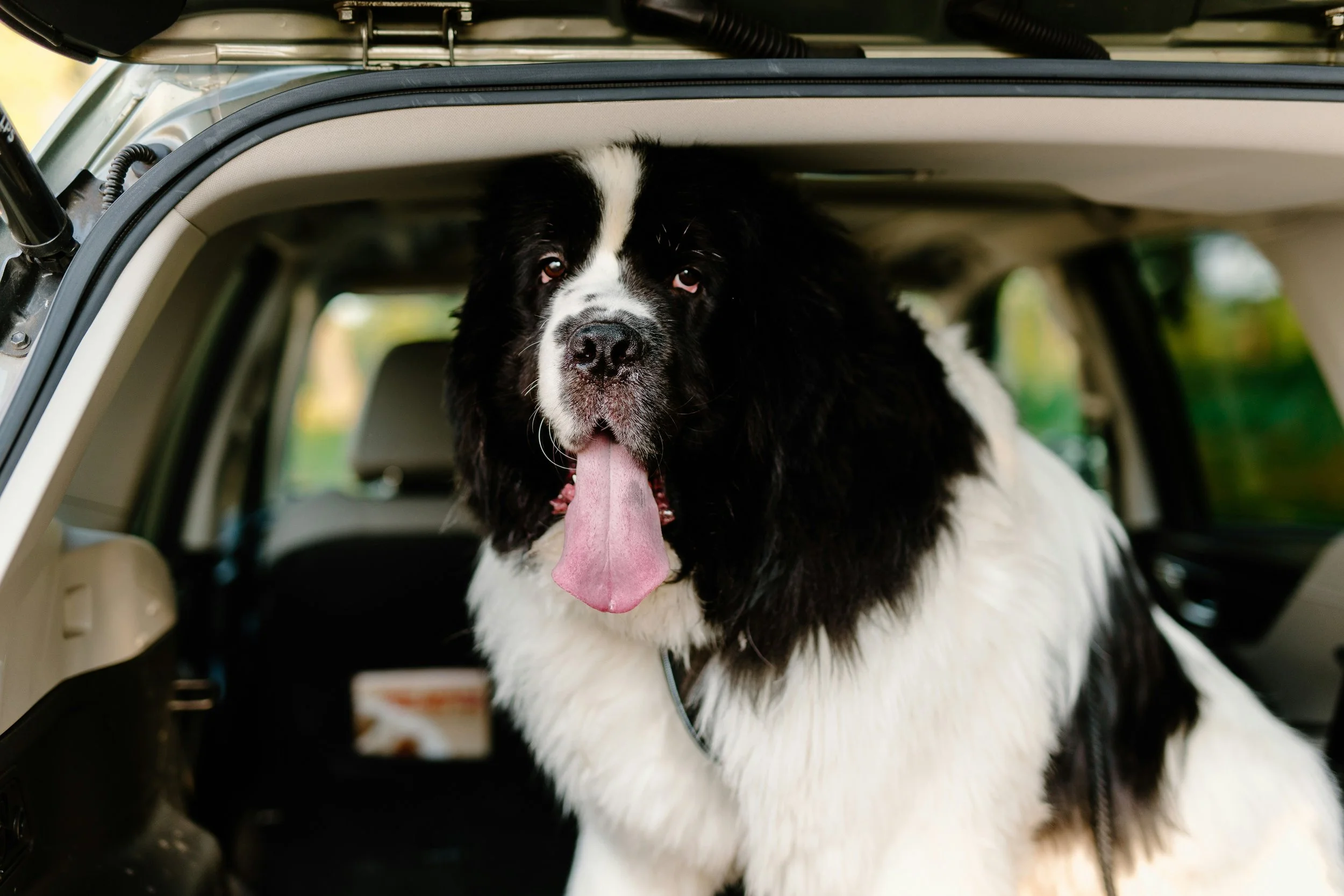 Cachorro grande de pelagem branca e preta dentro de um carro, com a língua para fora.