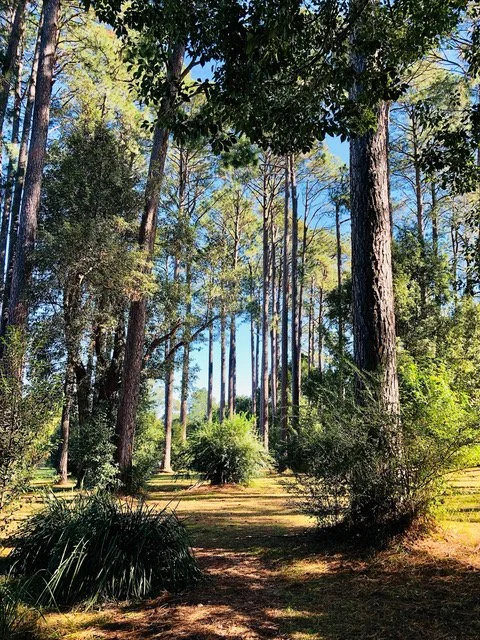 BPSWEBforest1.jpeg