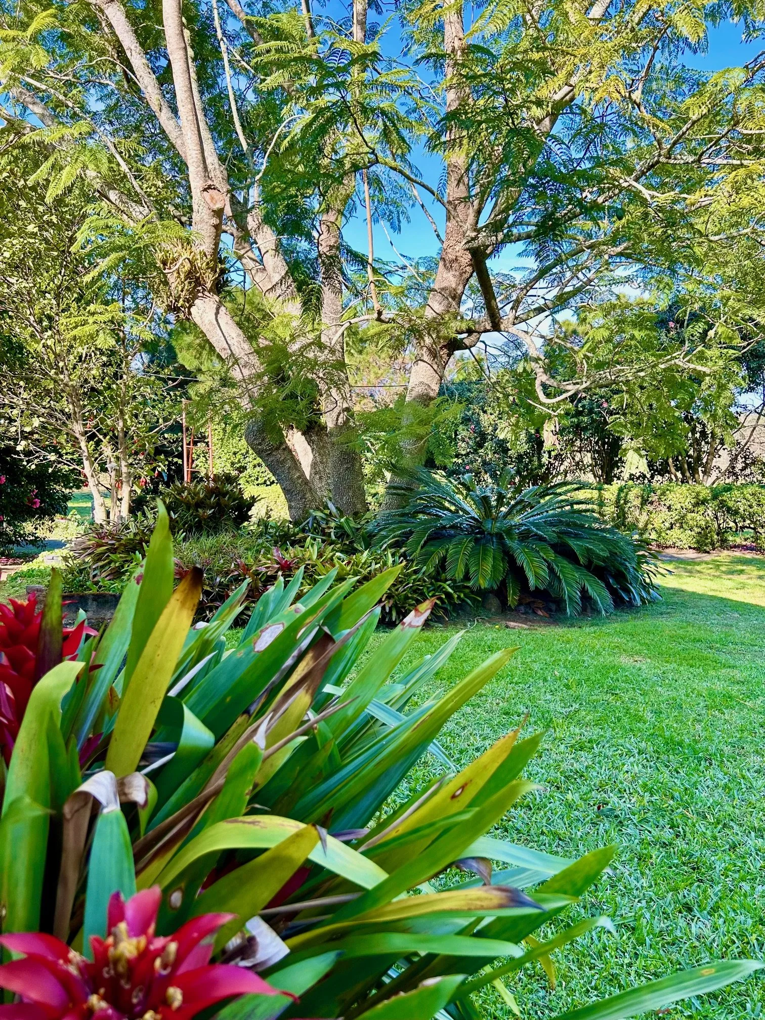 Garden 2 - ‘Oke’s Camellias’