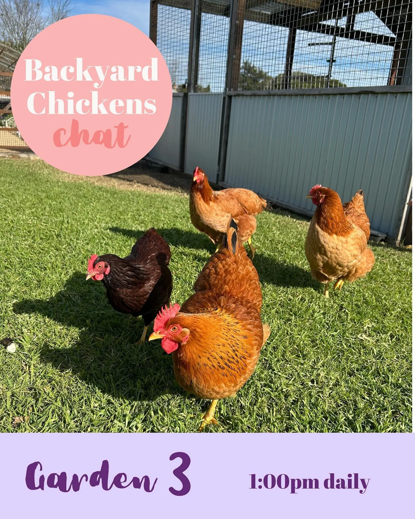🐔 Thinking of adding chickens to your garden? Join us for a Backyard Chicken Chat at 1:00pm daily at Moraea Farm! Learn how feathered friends can boost your garden&rsquo;s health and charm. 🥚🌼

1:00pm daily 
Garden 3 - Moraea Farm
450B Coolangatta
