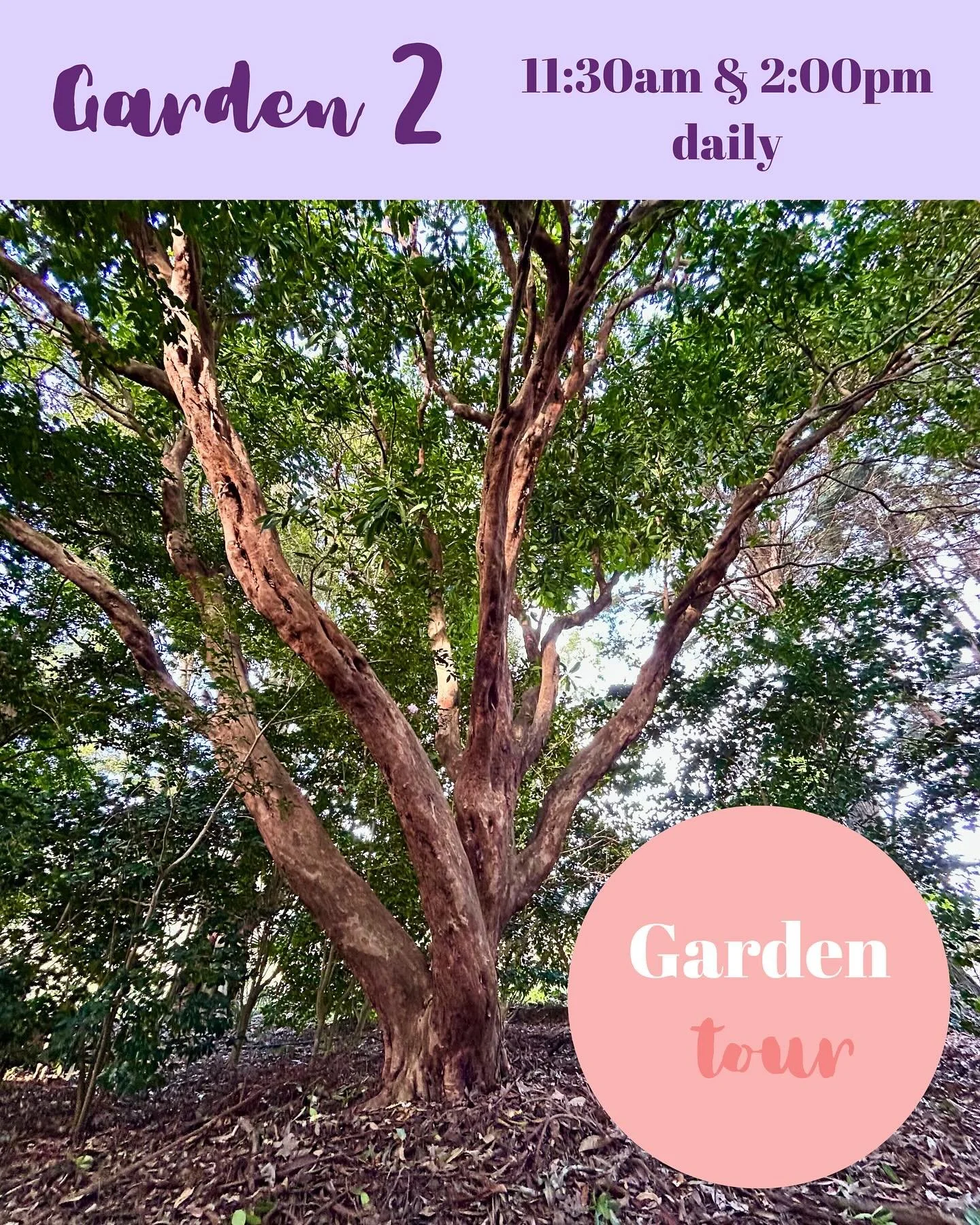 🌿 Garden Tour with Graeme
 Join Graeme for a relaxed walk through his plant collector&rsquo;s garden that he&rsquo;s built over 45 years, where he&rsquo;ll point out some of the unusual plants he brought back from trips to Asia in the 1970s.

Expect