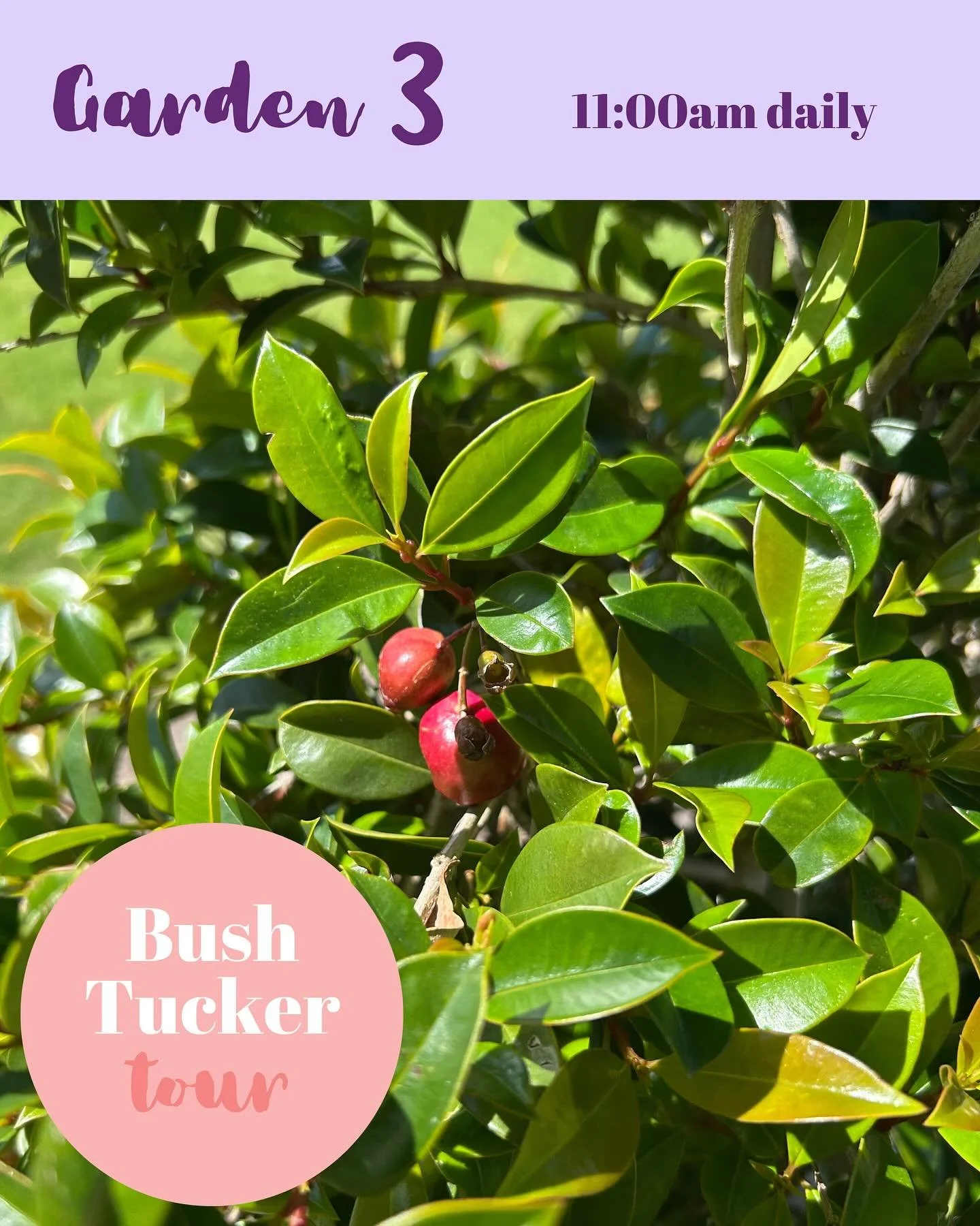 🌿 Bush Tucker Tour with Chef Alex 🌿
 Take a walk along the new bush tucker garden on the border of Moraea Farm with Chef Alex as your guide.

This freshly planted space showcases a thoughtful selection of native ingredients &mdash; chosen not just 