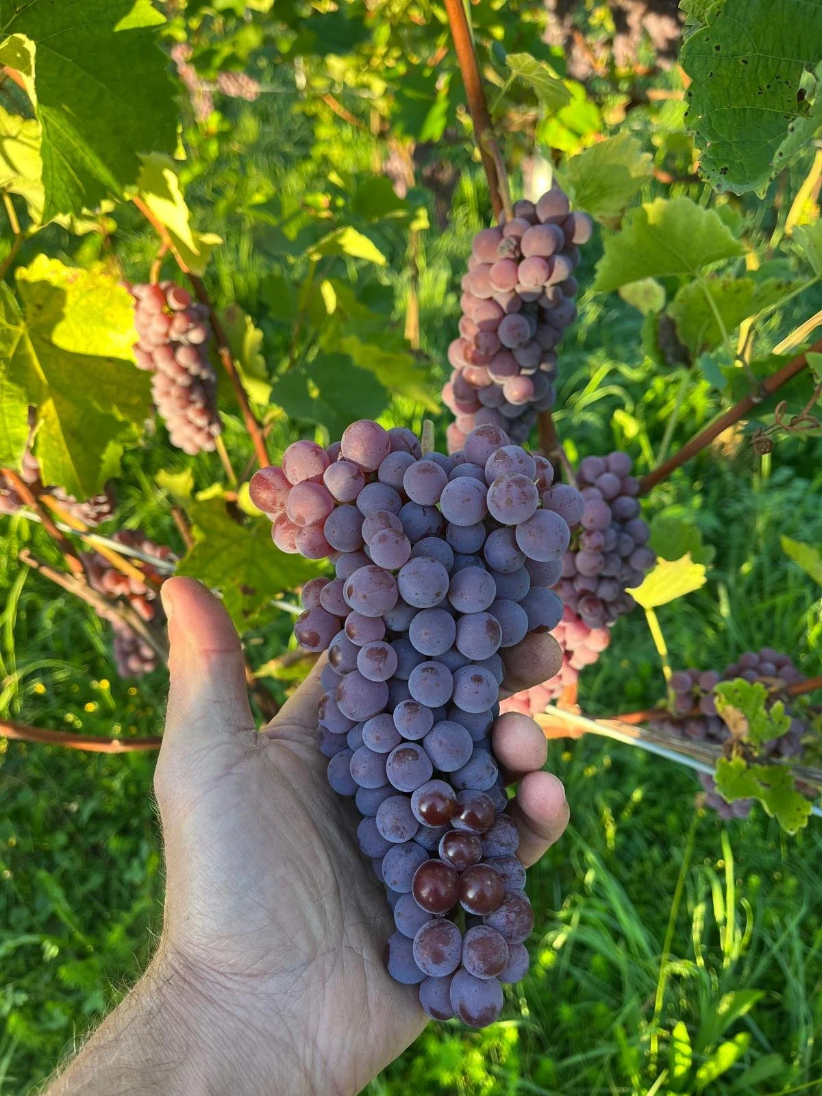 WhatsApp Image 2026-03-18 at 10.12.58.jpeg