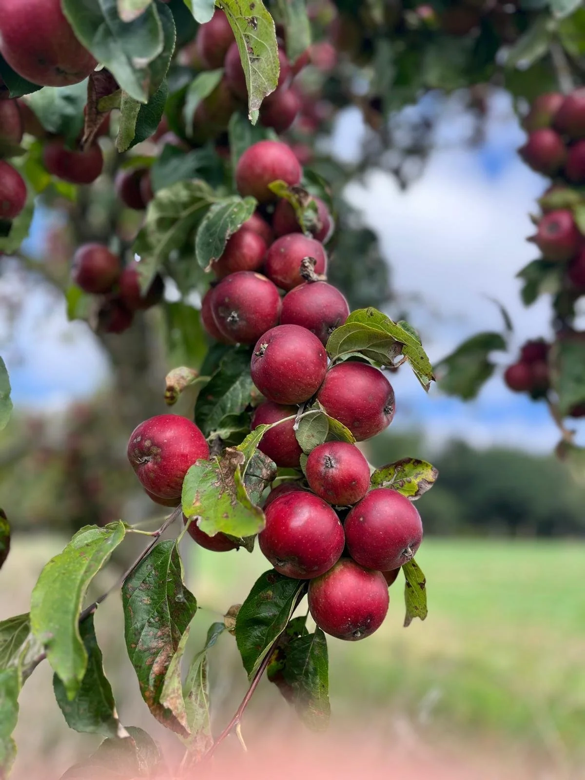 WhatsApp Image 2026-03-18 at 10.13.04 (1).jpeg