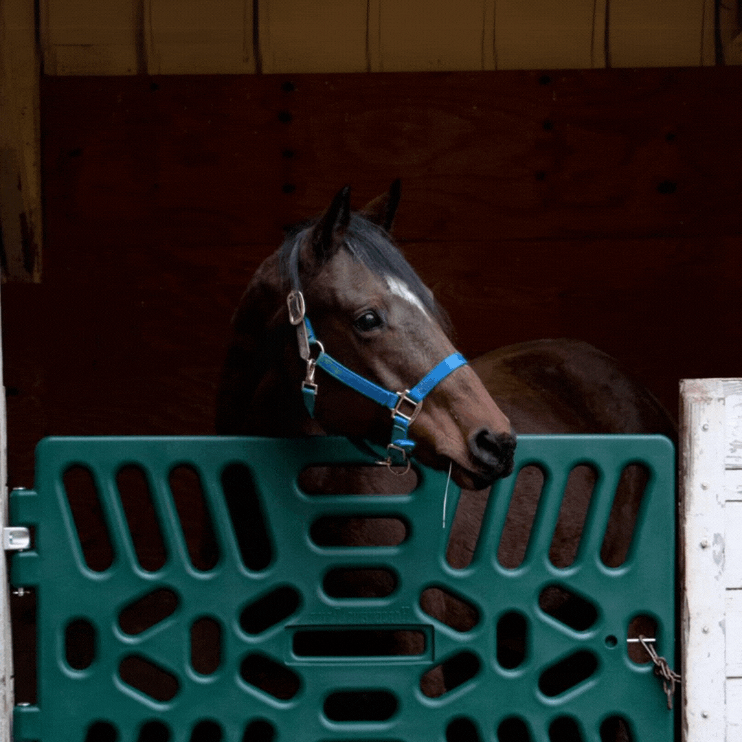 Brand Identity - Horsemen's Pride